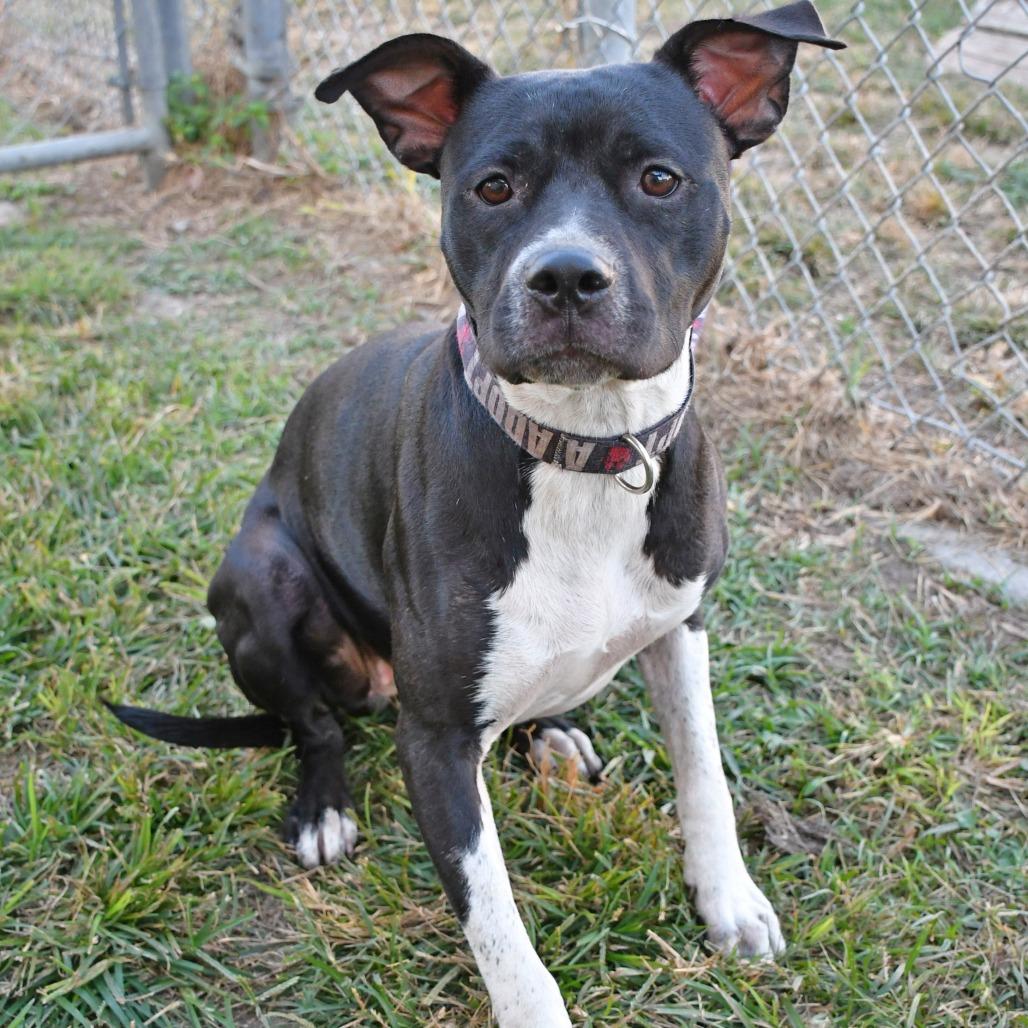 Enlarge Belle, a Adoptable Pit Bull Terrier in Beaumont, TX image 2/3