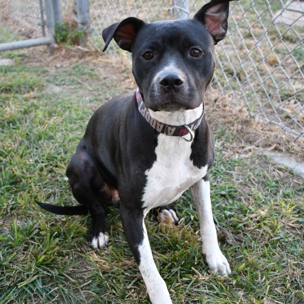 Enlarge Belle, a Adoptable Pit Bull Terrier in Beaumont, TX image 3/3