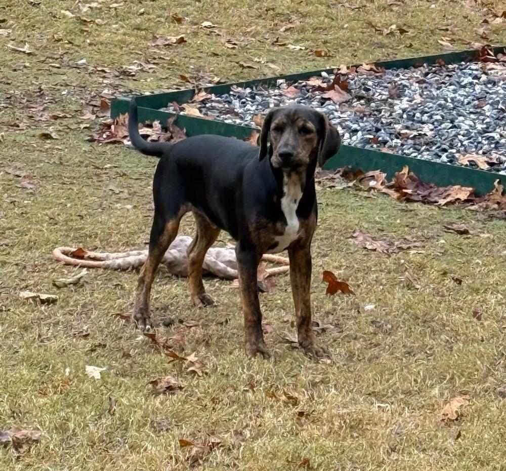 Boone, Adoptable, Young Male Hound & Mixed Breed.