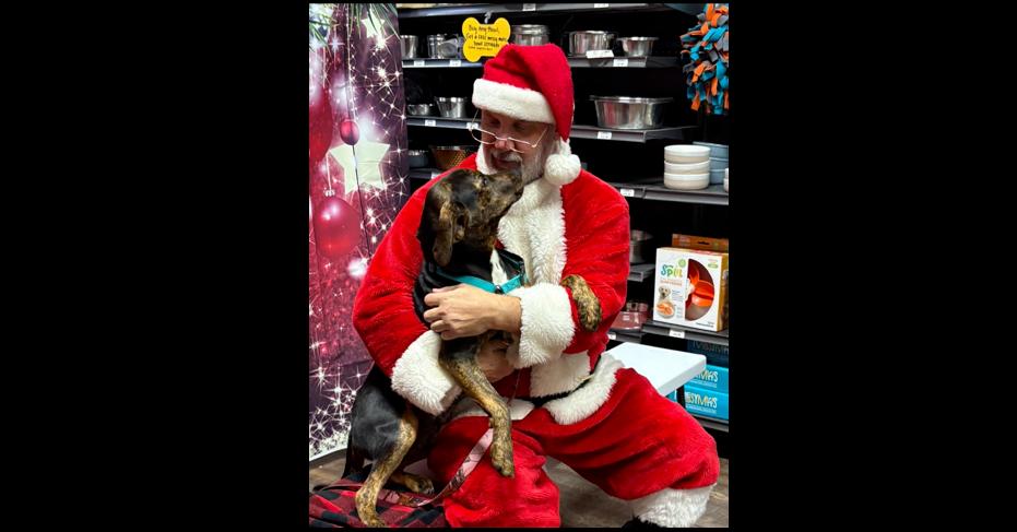 Enlarge Boone, a Adoptable mixed breed in Milton, GA image 2/6