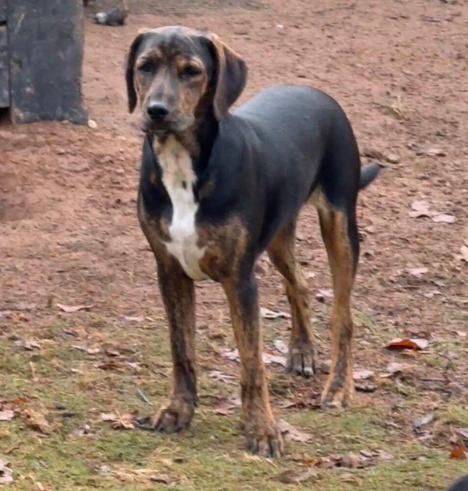 Enlarge Boone, a Adoptable mixed breed in Milton, GA image 3/6