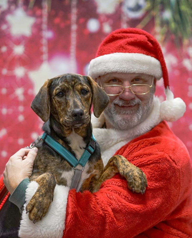 Enlarge Boone, a Adoptable mixed breed in Milton, GA image 4/6