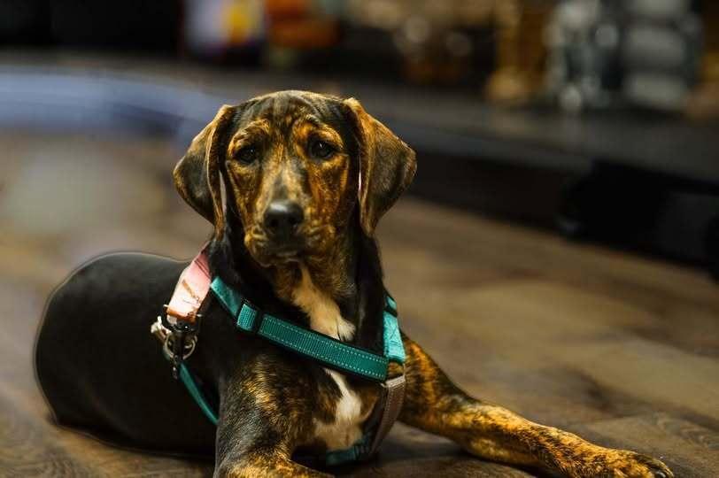 Enlarge Boone, a Adoptable mixed breed in Milton, GA image 5/6