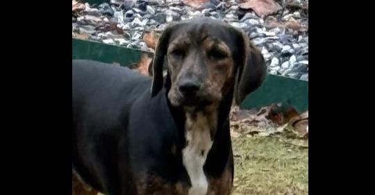 Enlarge Boone, a Adoptable mixed breed in Milton, GA image 6/6