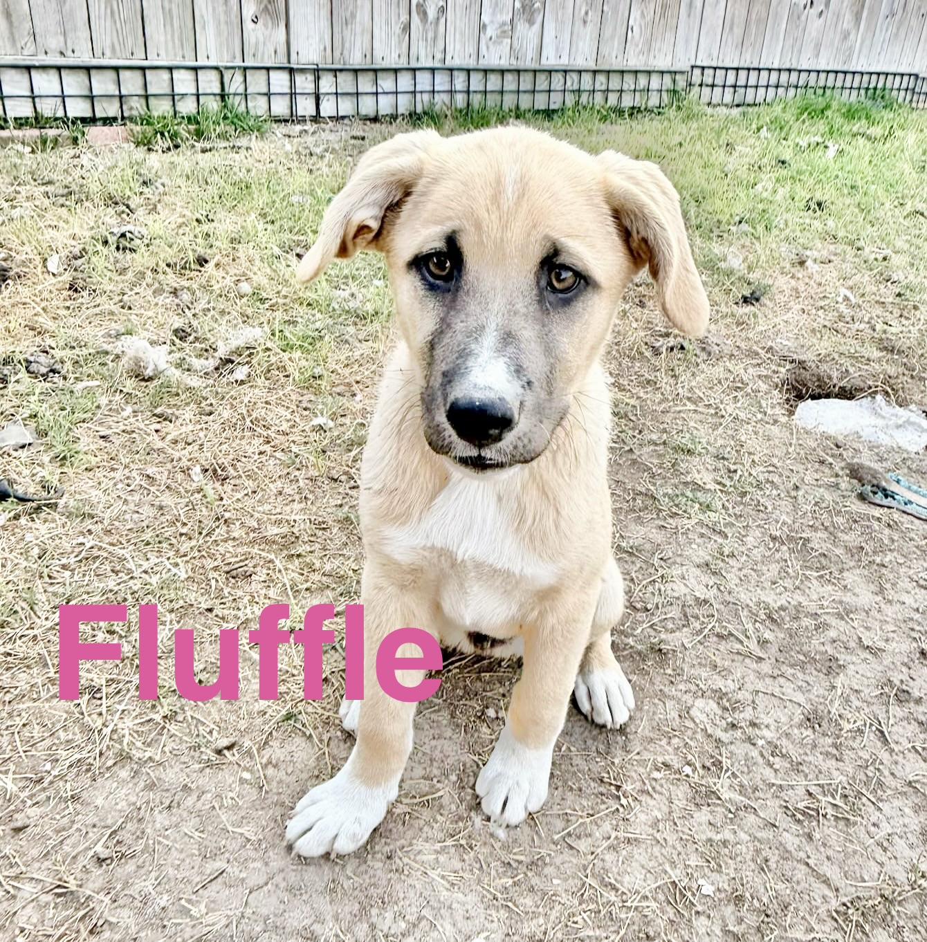 Fluffle, Adoptable, Puppy Female Anatolian Shepherd.