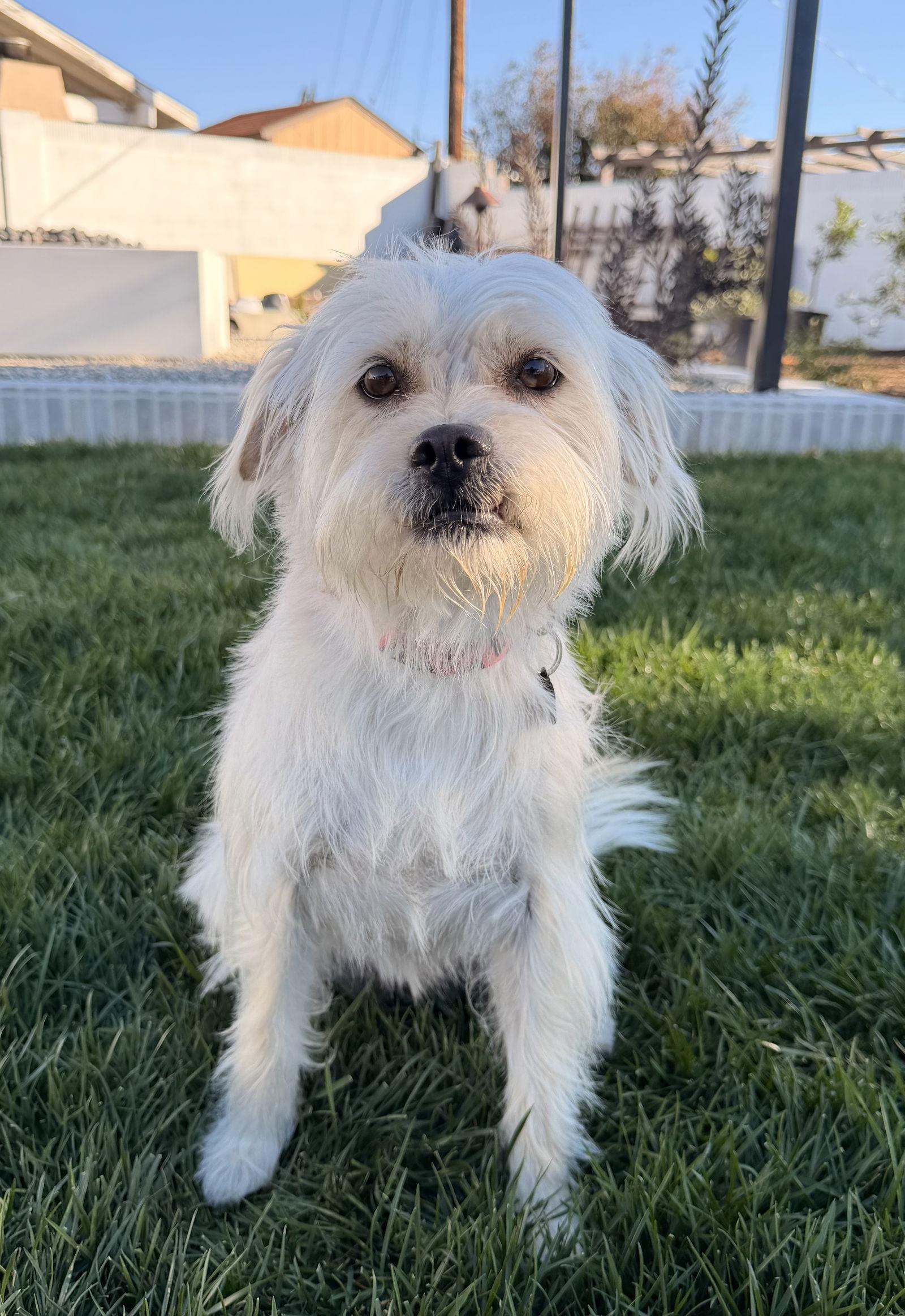 Enlarge Honey, a Adoptable mixed breed in Orange, CA image 2/3