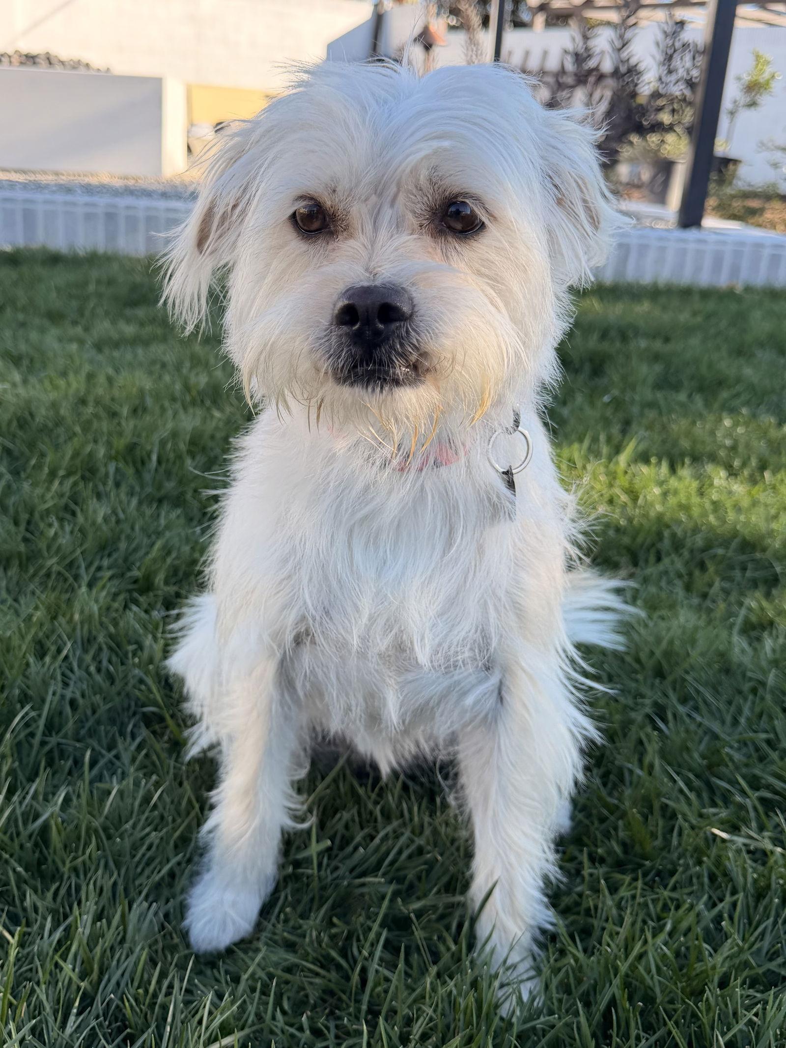 Enlarge Honey, a Adoptable mixed breed in Orange, CA image 3/3