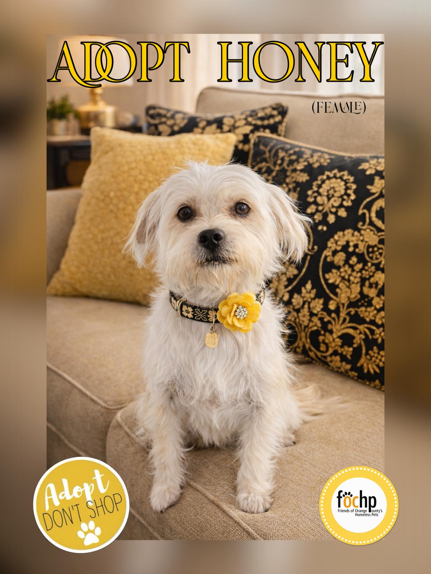 Honey, Adoptable, Adult Female Havanese & Shih Tzu.