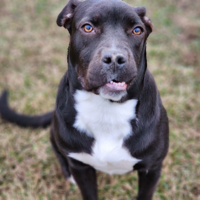 Enlarge Marlena, a Adoptable mixed breed in Willington, CT image 3/6
