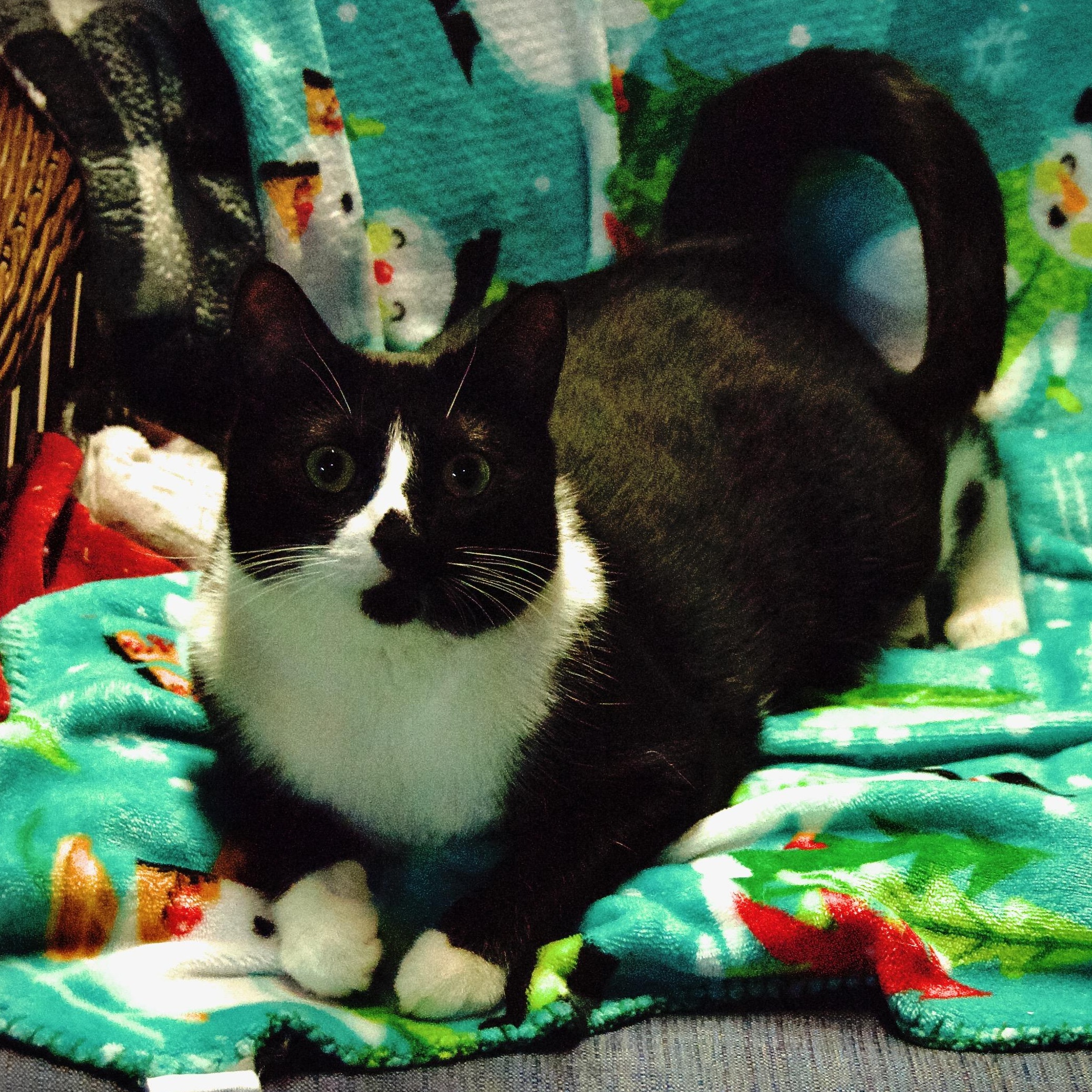 Sandy, Adoptable, Young Female Tuxedo & Domestic Short Hair.