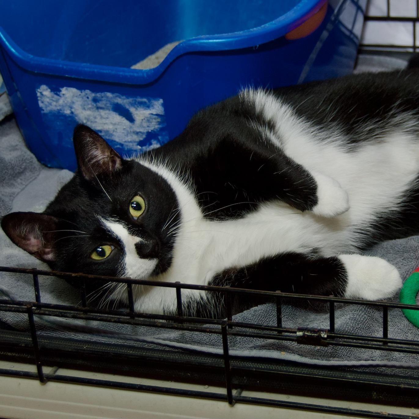 Enlarge Sandy, a Adoptable mixed breed in East Amherst, NY image 1/5