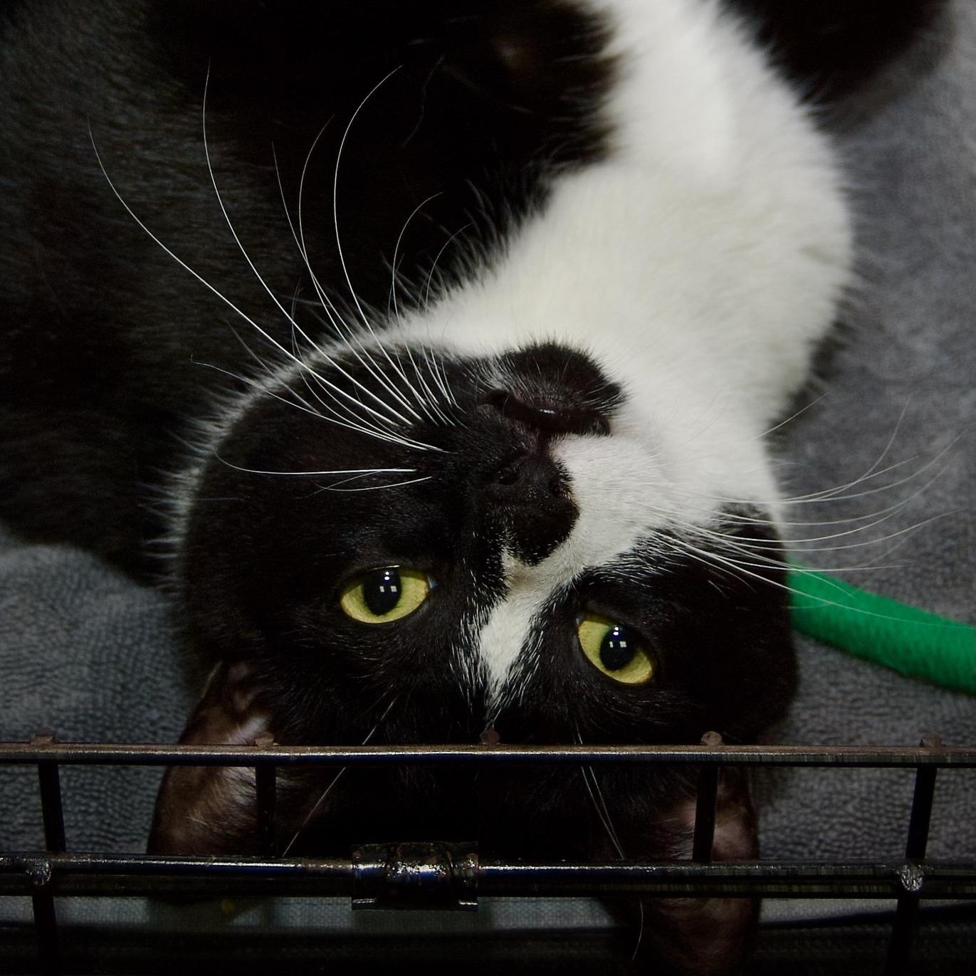 Enlarge Sandy, a Adoptable mixed breed in East Amherst, NY image 2/5