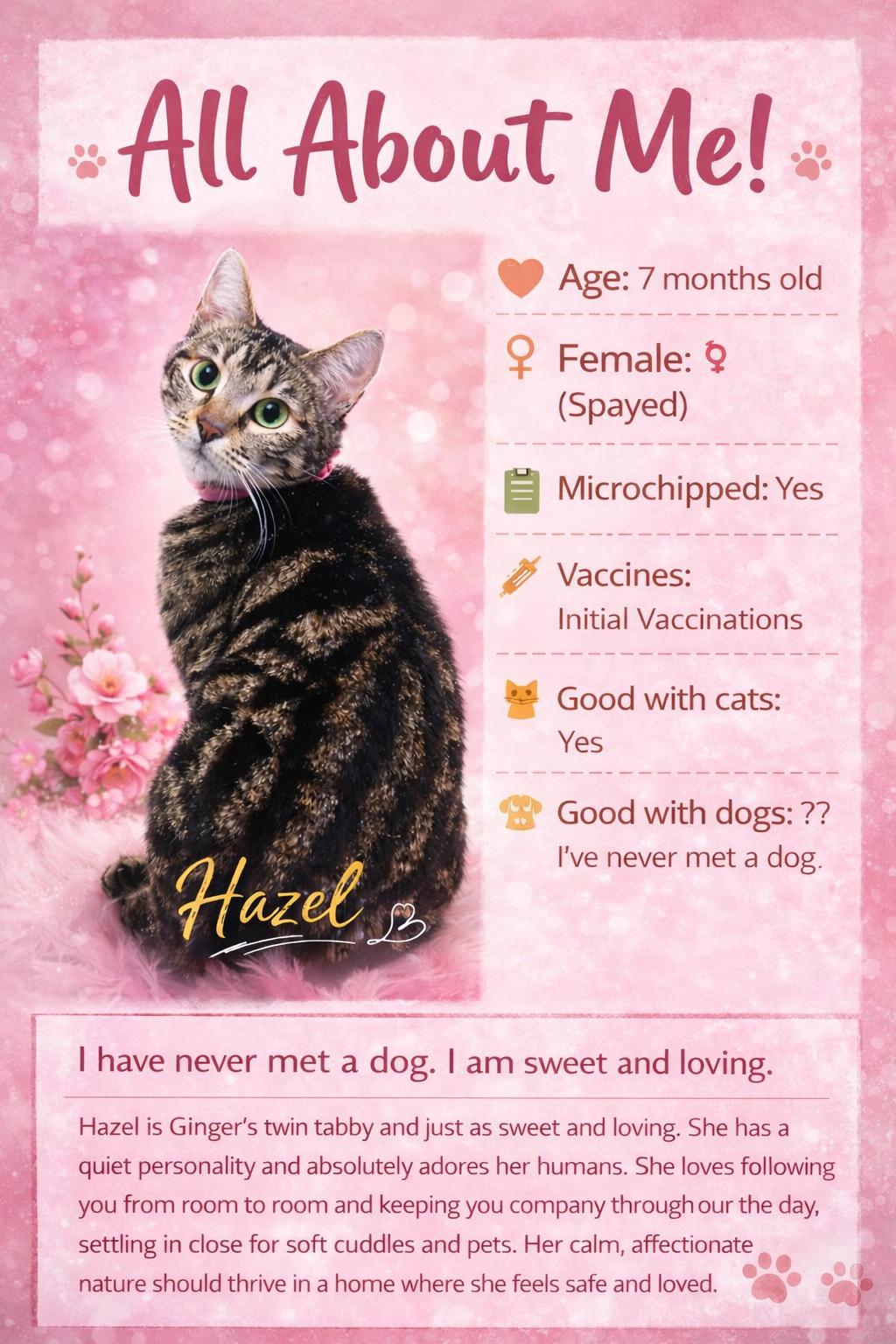 Hazel (Located at PetSmart Northwest Reno Mae Anne), ADOPTABLE, Young Female Domestic Short Hair.