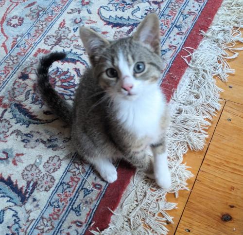 Doc, Adoptable, Kitten Male Domestic Short Hair.