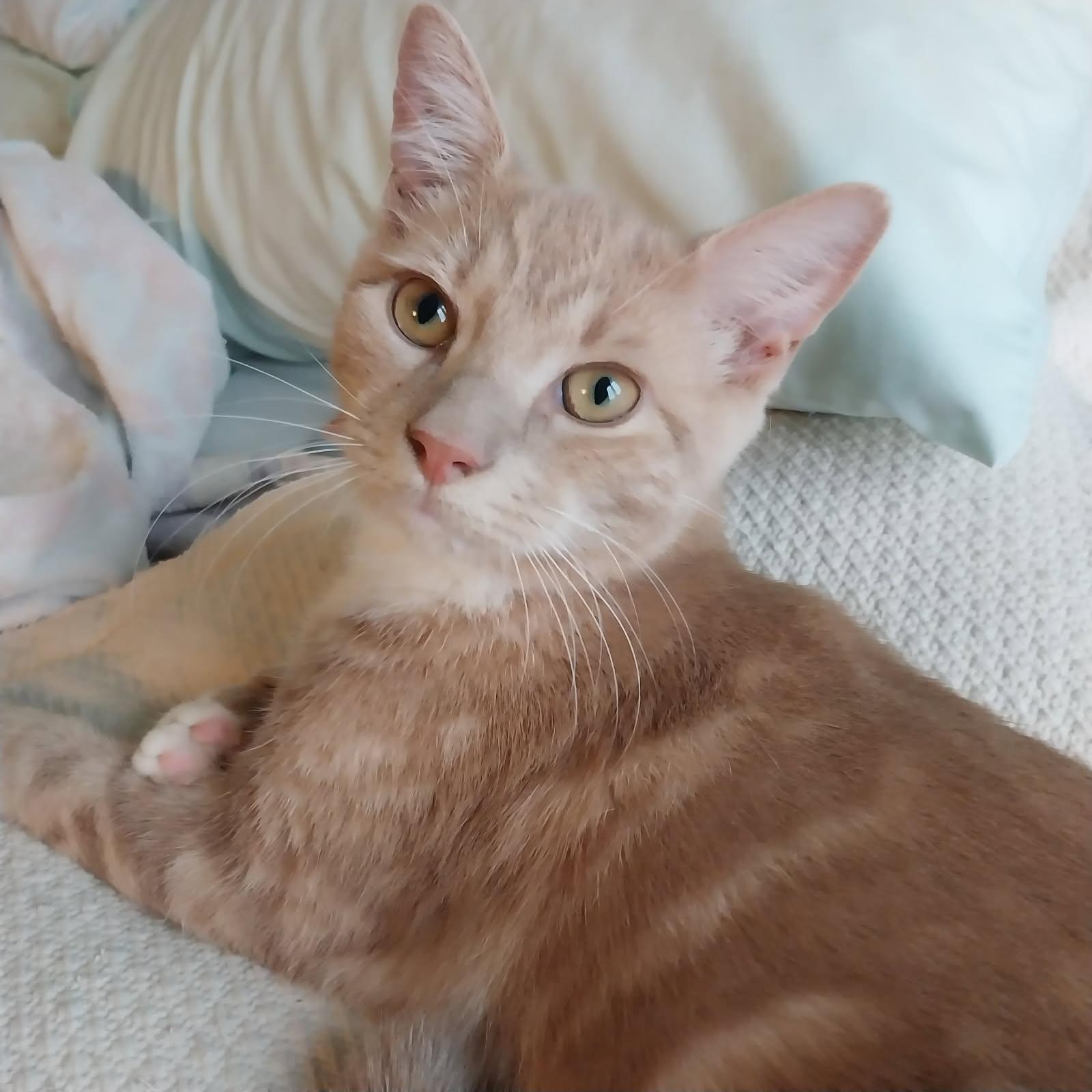 Sunny, a Adoptable Domestic Short Hair in Jersey City, NJ image 1/6