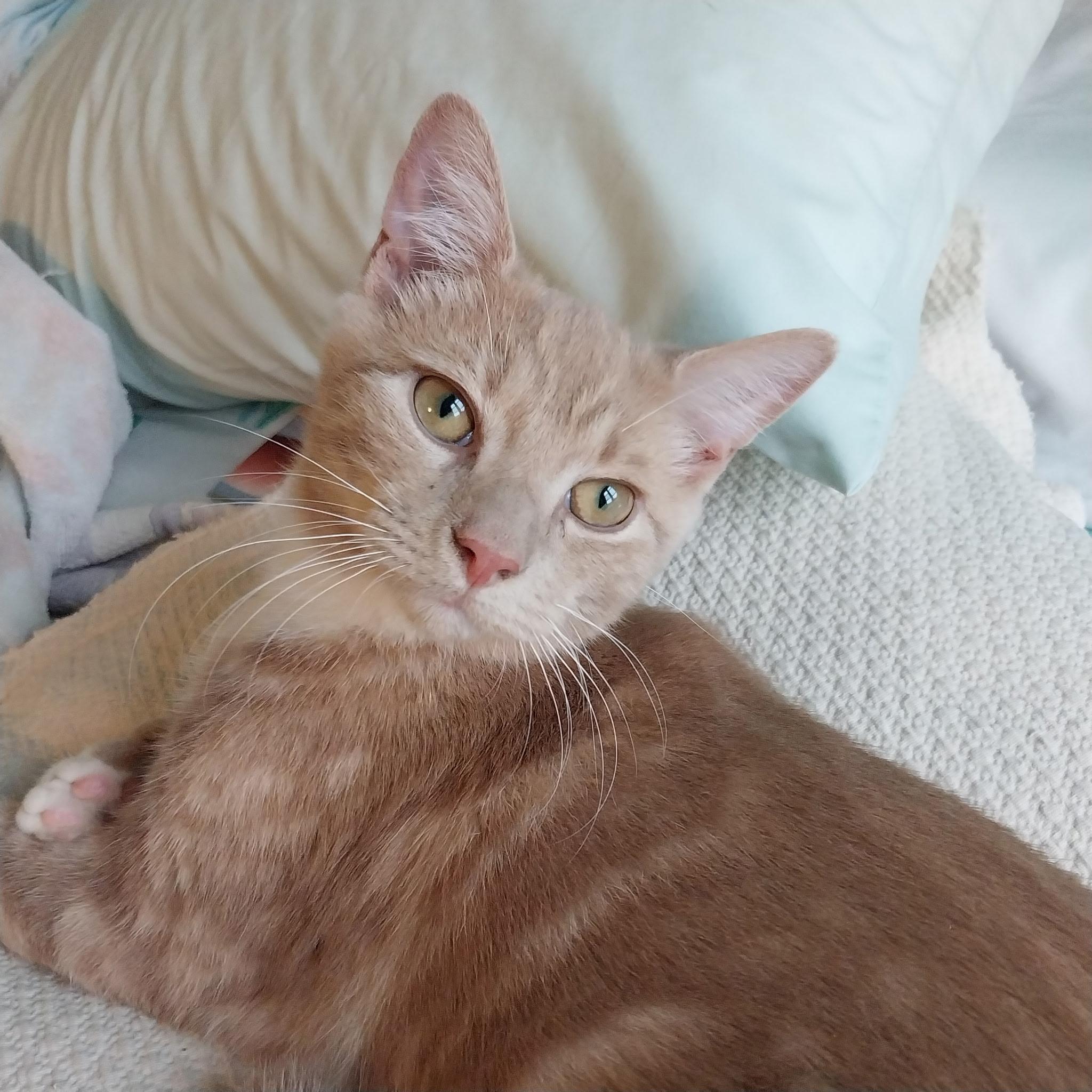 Enlarge Sunny, a Adoptable Domestic Short Hair in Jersey City, NJ image 2/6