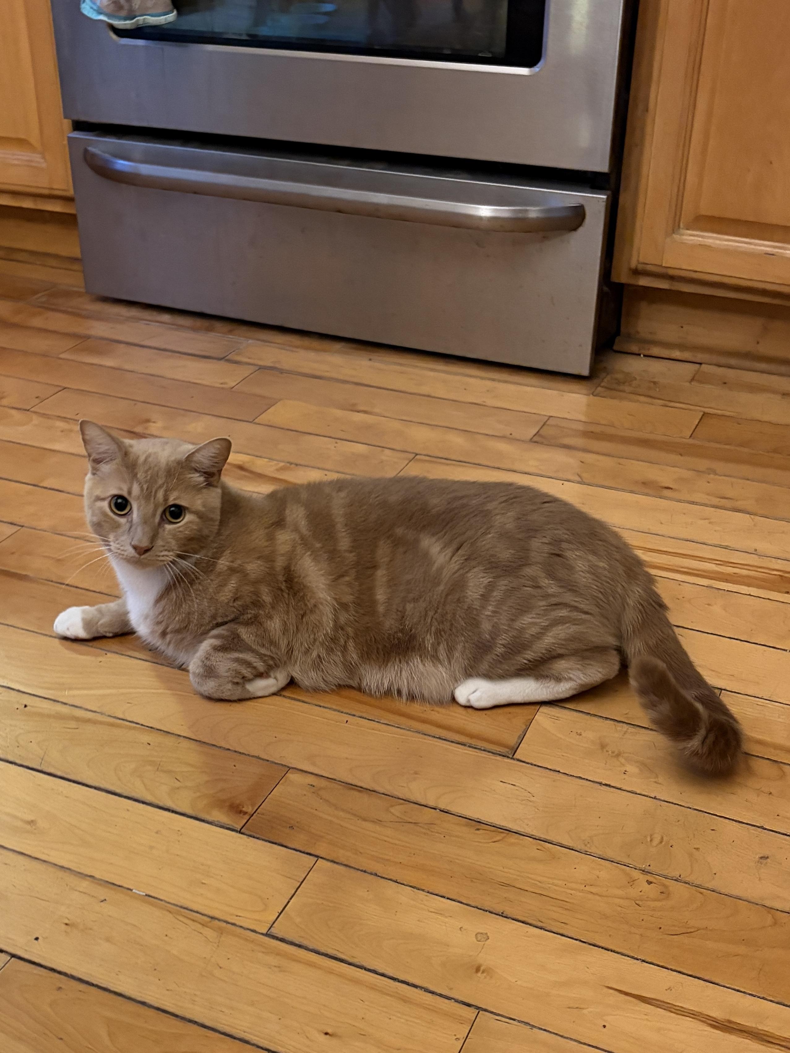 Sunny, a Adoptable Domestic Short Hair in Jersey City, NJ image 5/5