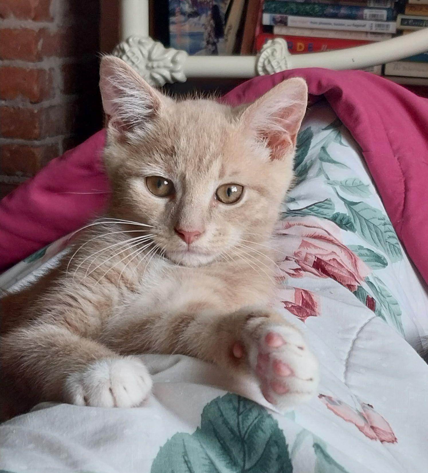 Sunny, a Adoptable Domestic Short Hair in Jersey City, NJ image 5/6