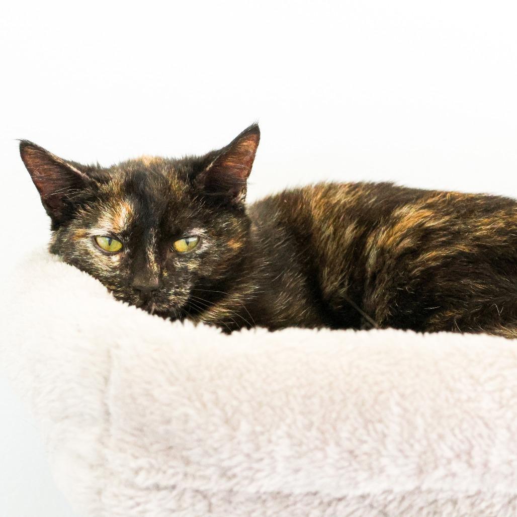 Lydia (bonded with Hannibal), Adoptable, Young Female Domestic Short Hair.