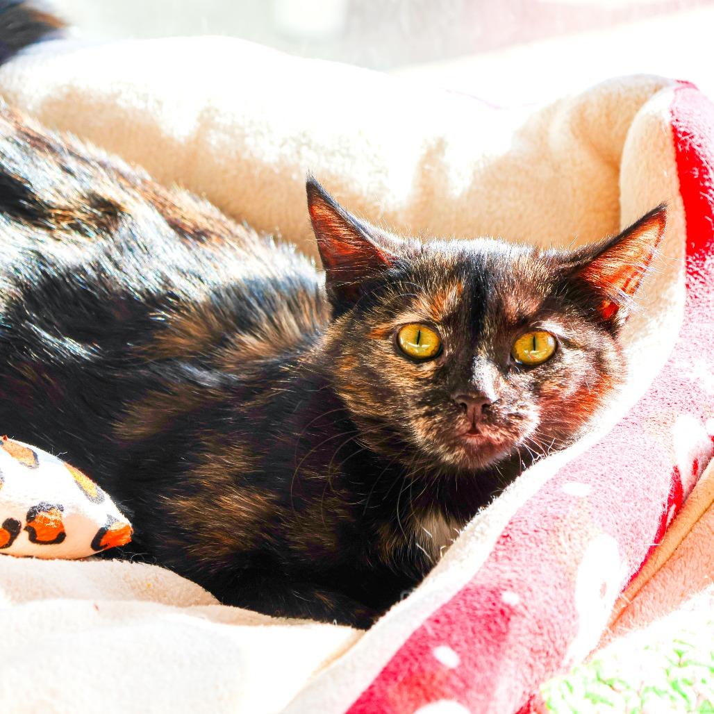 Enlarge Lydia (bonded with Hannibal), a Adoptable Domestic Short Hair in Wilmington, DE image 2/6