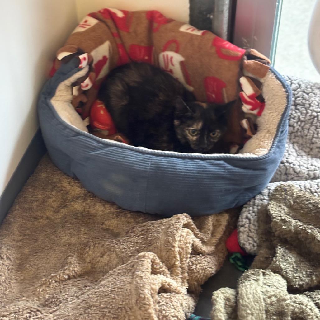 Enlarge Lydia (bonded with Hannibal), a Adoptable Domestic Short Hair in Wilmington, DE image 3/6