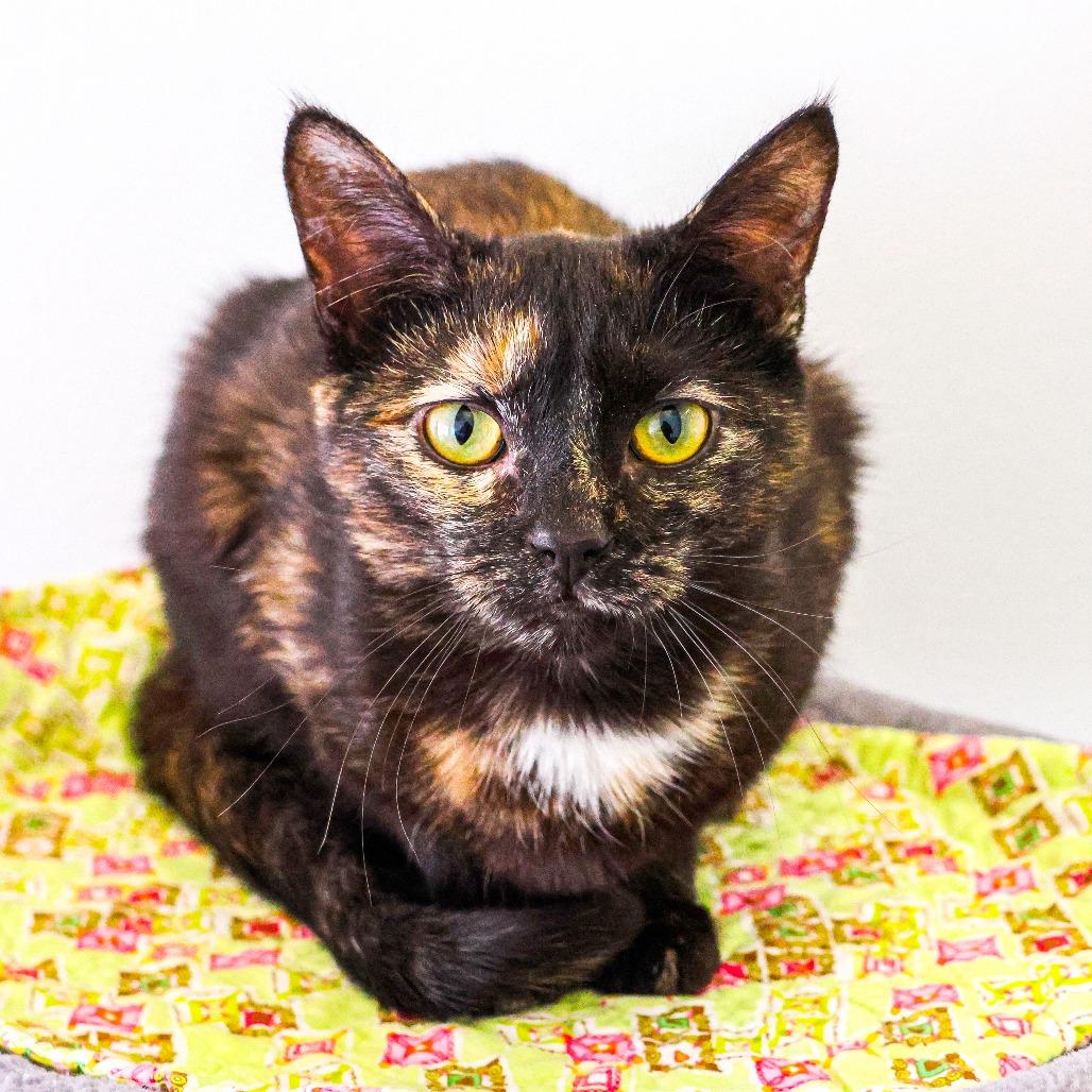 Enlarge Lydia (bonded with Hannibal), a Adoptable Domestic Short Hair in Wilmington, DE image 4/6