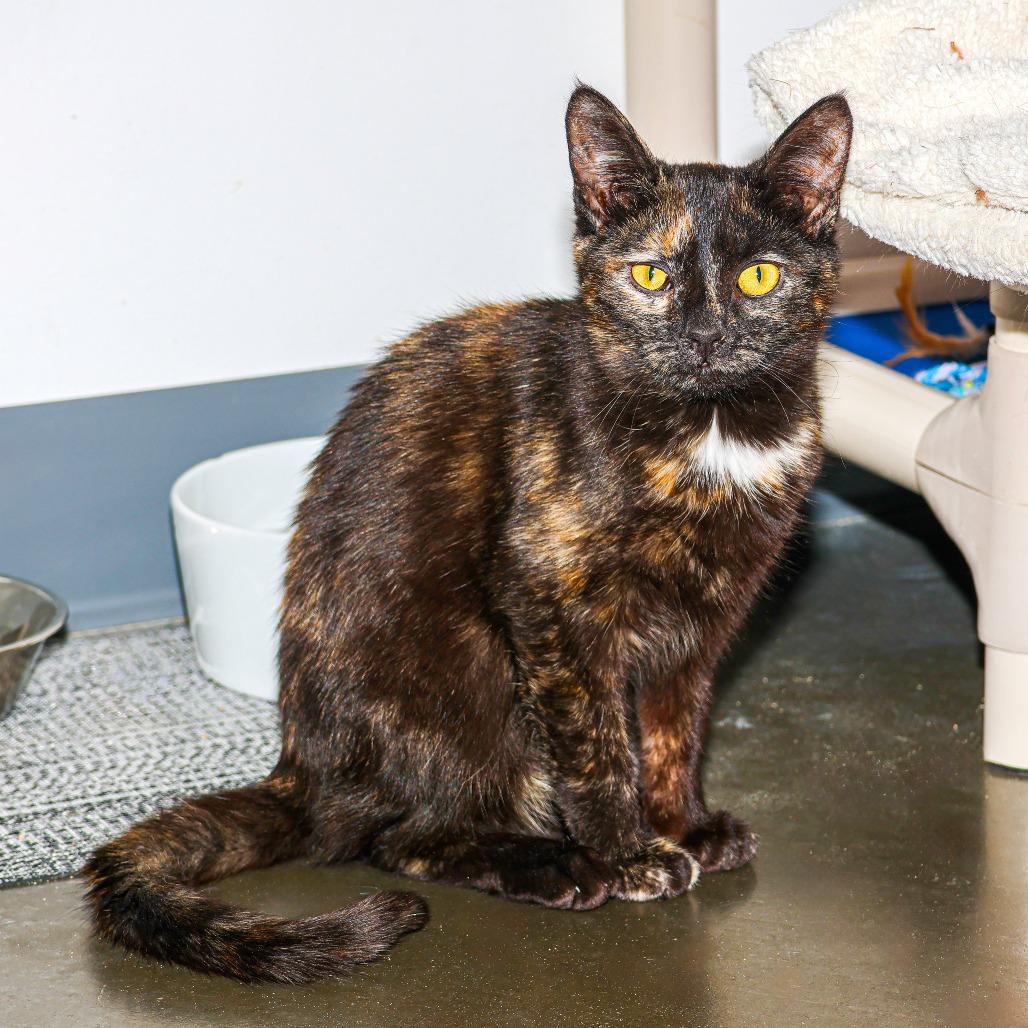 Enlarge Lydia (bonded with Hannibal), a Adoptable Domestic Short Hair in Wilmington, DE image 5/6