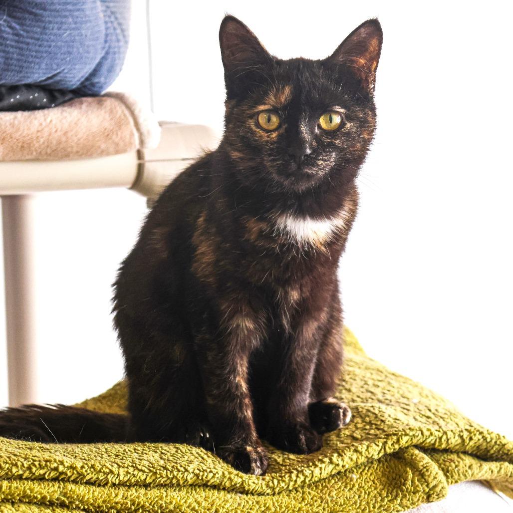 Enlarge Lydia (bonded with Hannibal), a Adoptable Domestic Short Hair in Wilmington, DE image 6/6