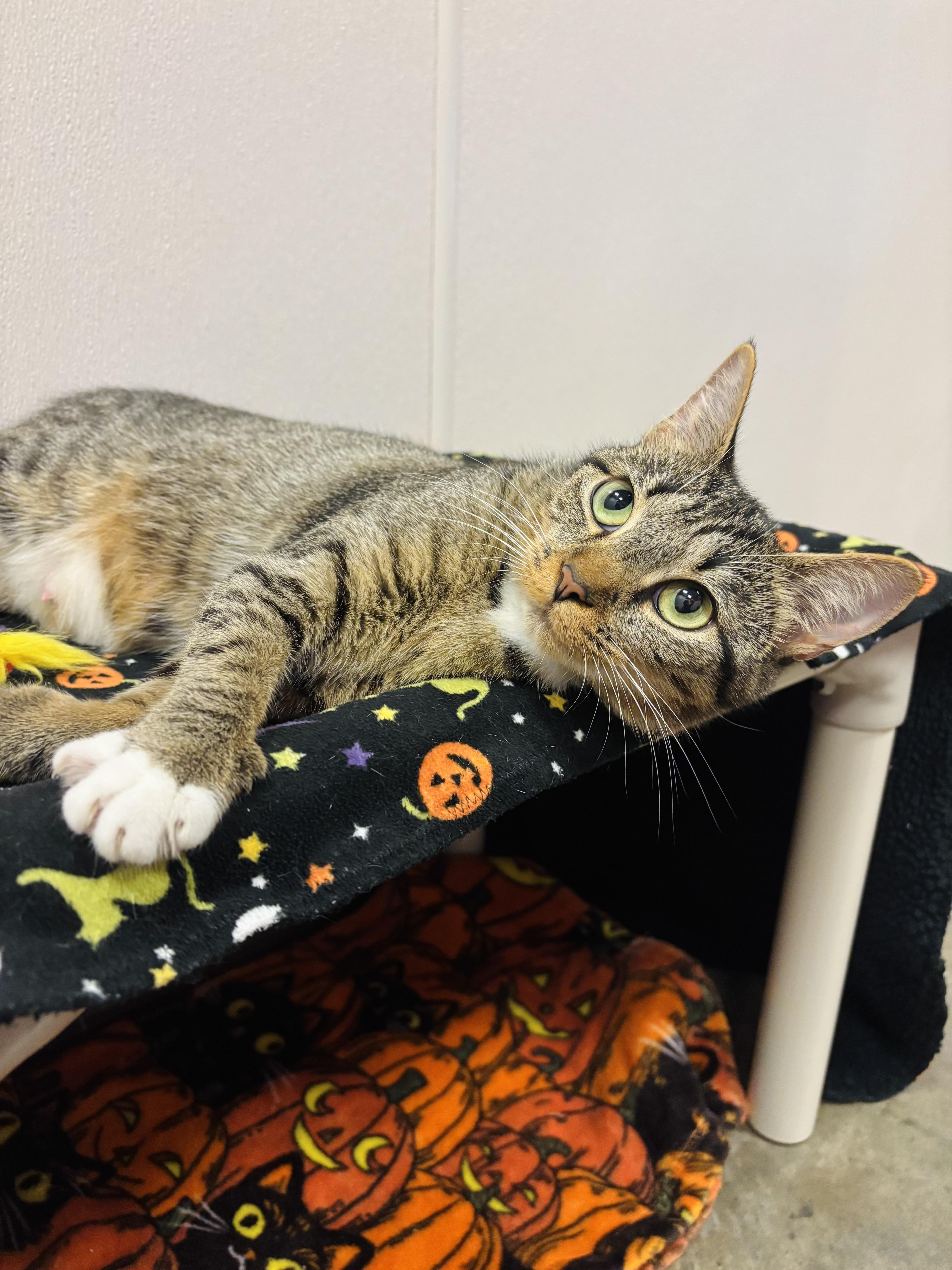 Morticia, Adoptable, Young Female Domestic Short Hair.