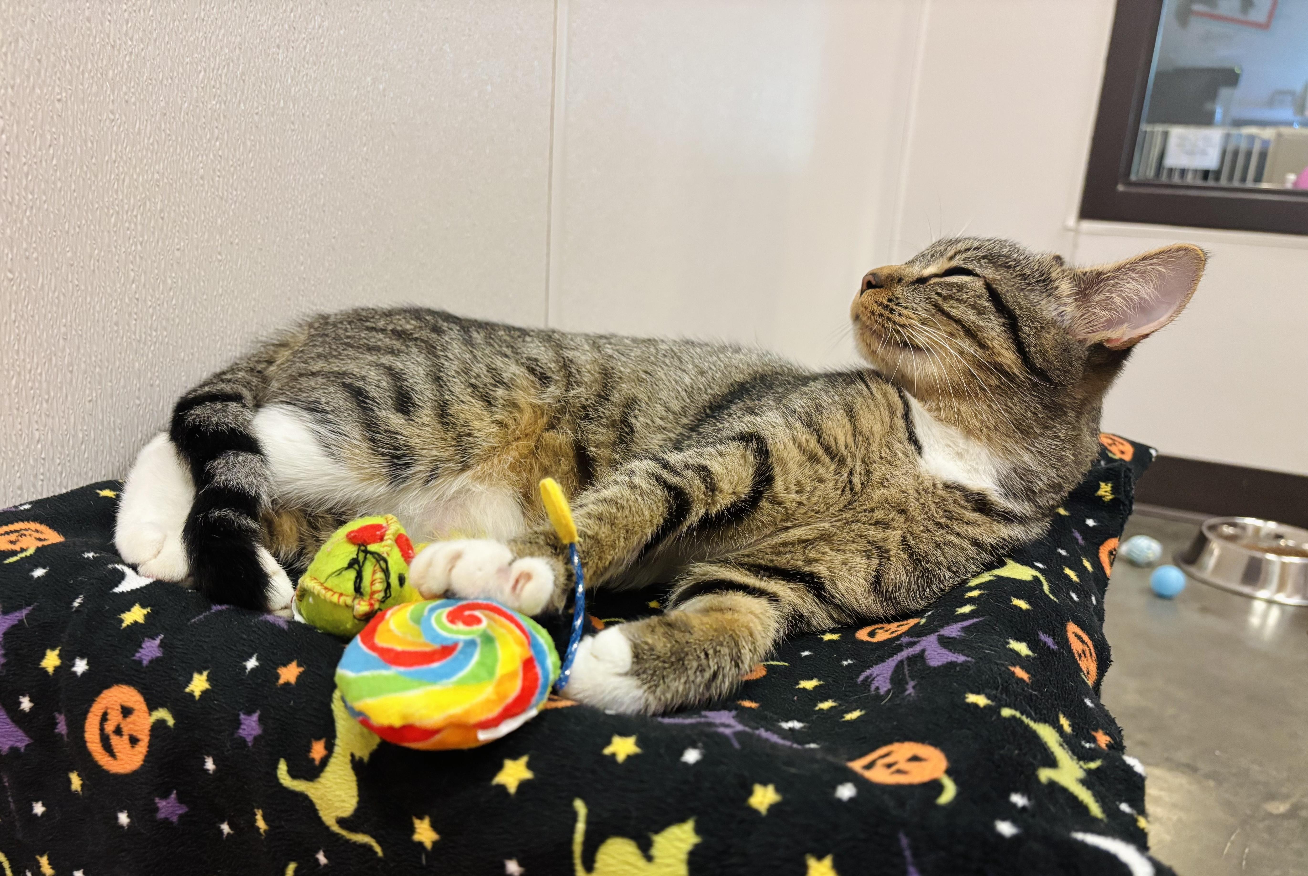 Morticia, a Adoptable Domestic Short Hair in Salisbury, NC image 2/6