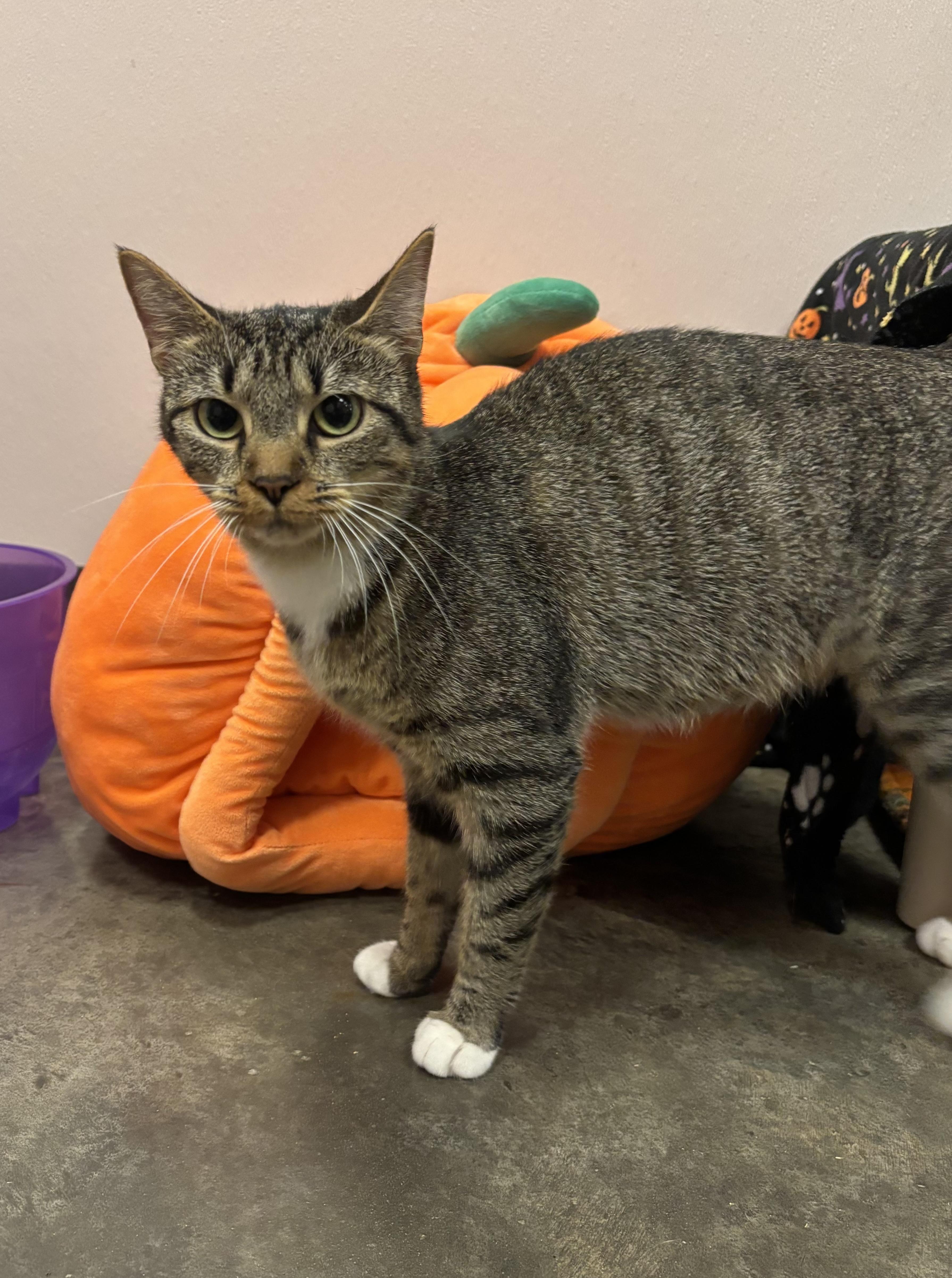 Morticia, a Adoptable Domestic Short Hair in Salisbury, NC image 3/6