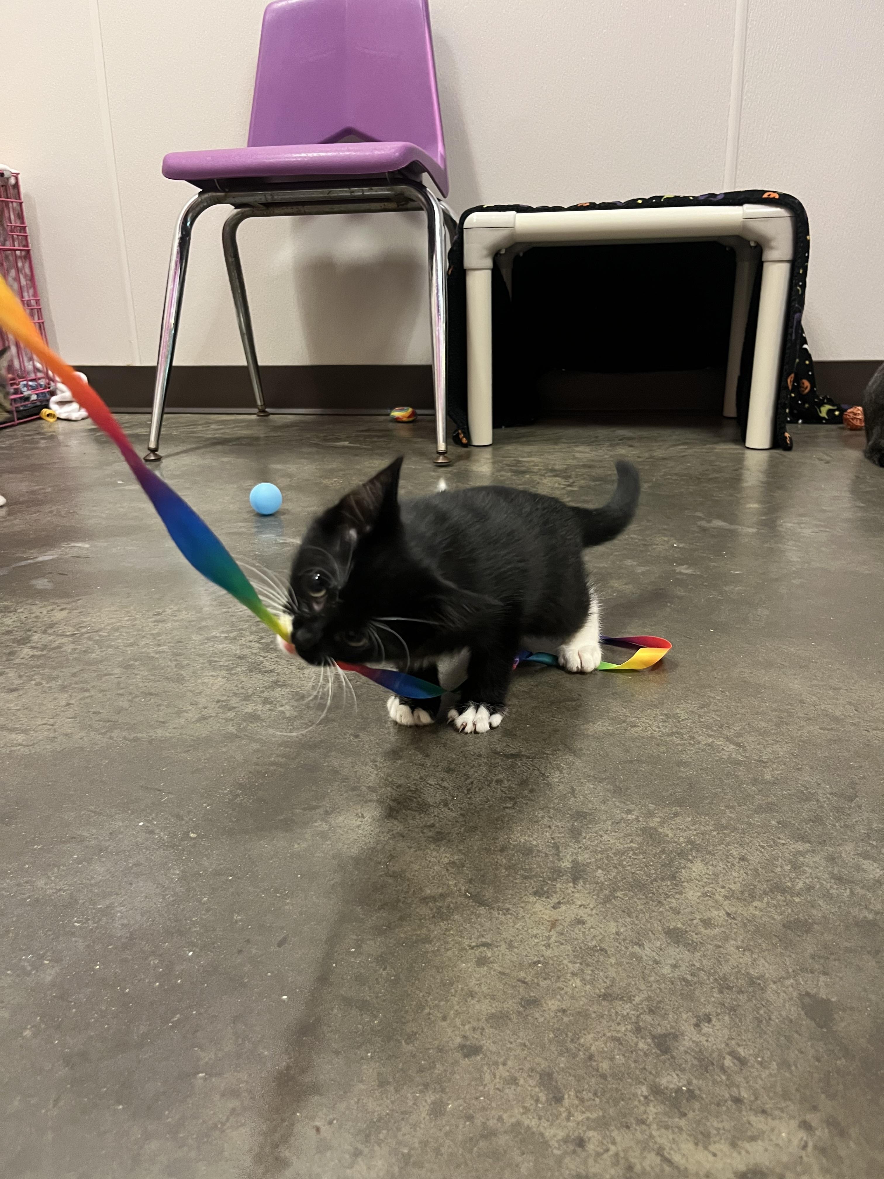 Morticia, a Adoptable Domestic Short Hair in Salisbury, NC image 4/6