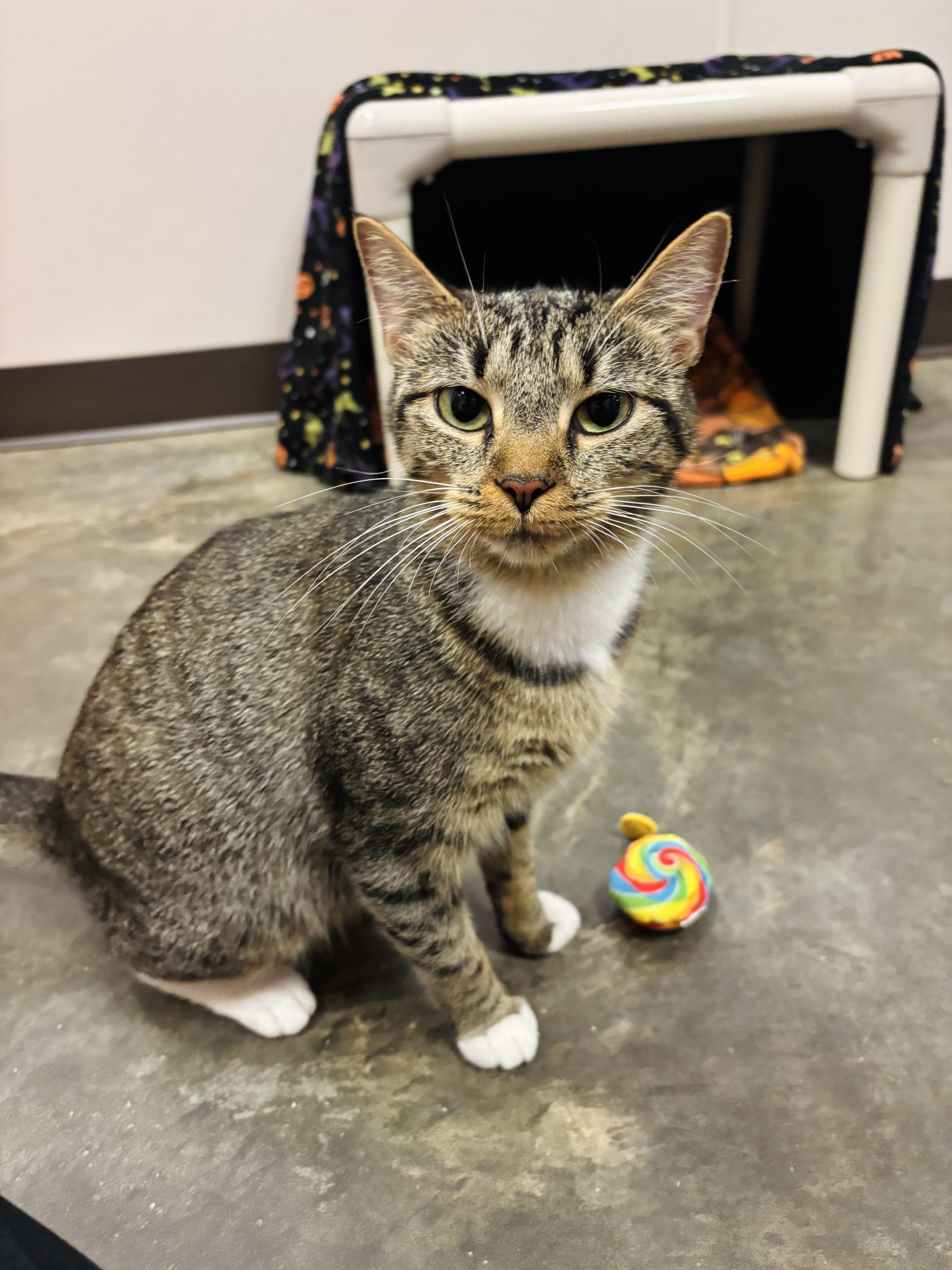 Morticia, a Adoptable Domestic Short Hair in Salisbury, NC image 5/6