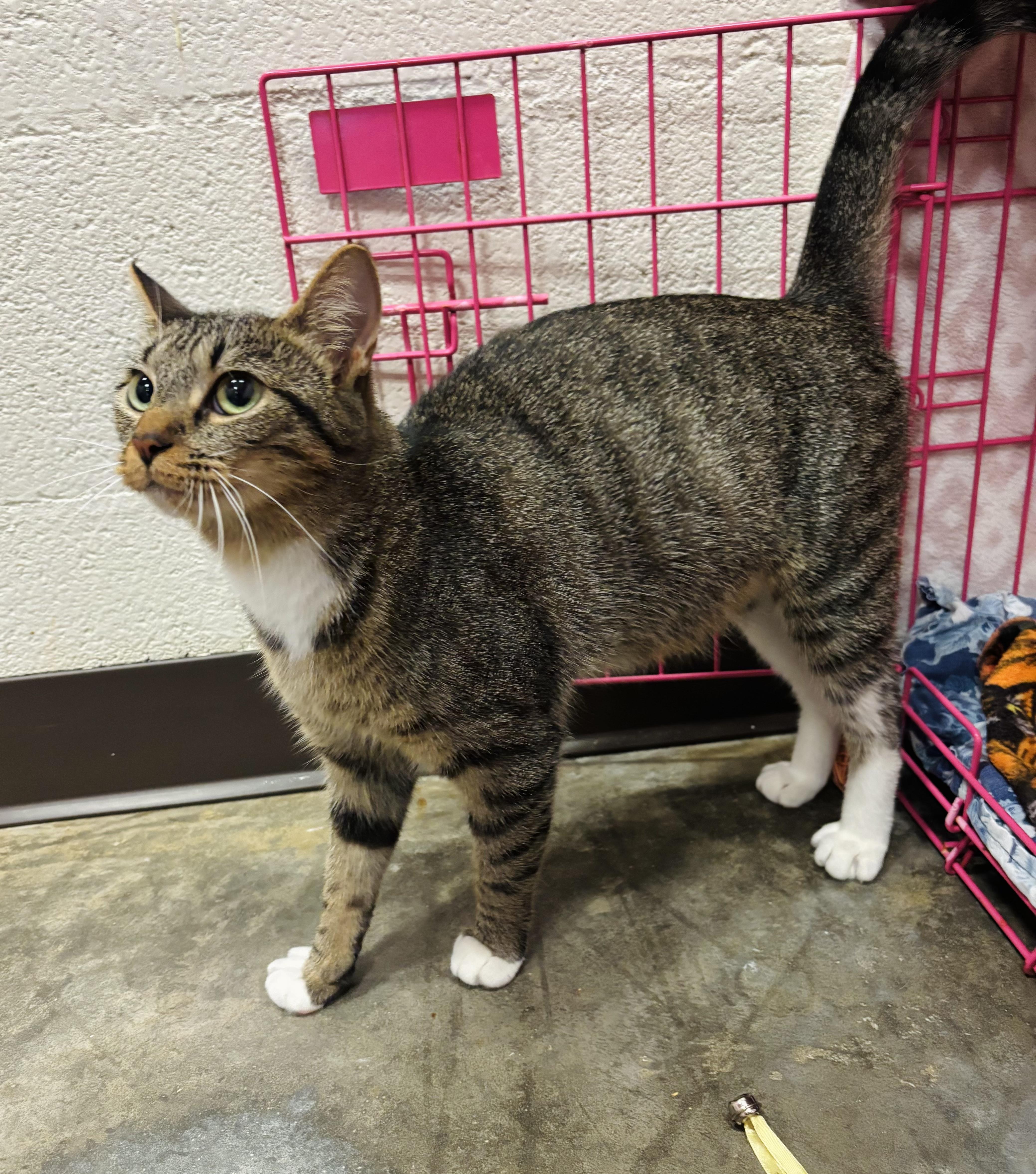 Morticia, a Adoptable Domestic Short Hair in Salisbury, NC image 6/6