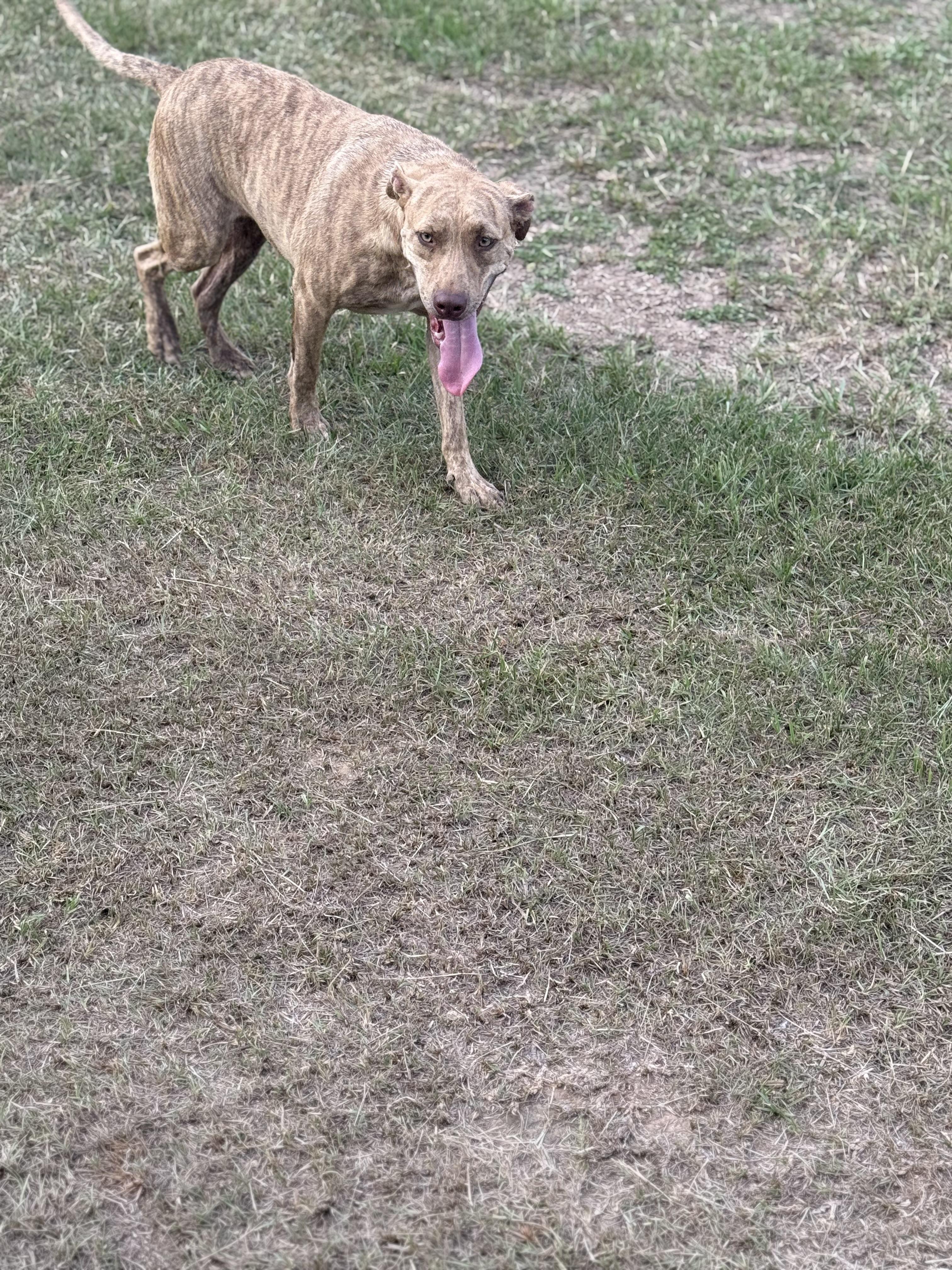 Enlarge Mikey, a Adoptable mixed breed in Mount Hermon, LA image 4/5