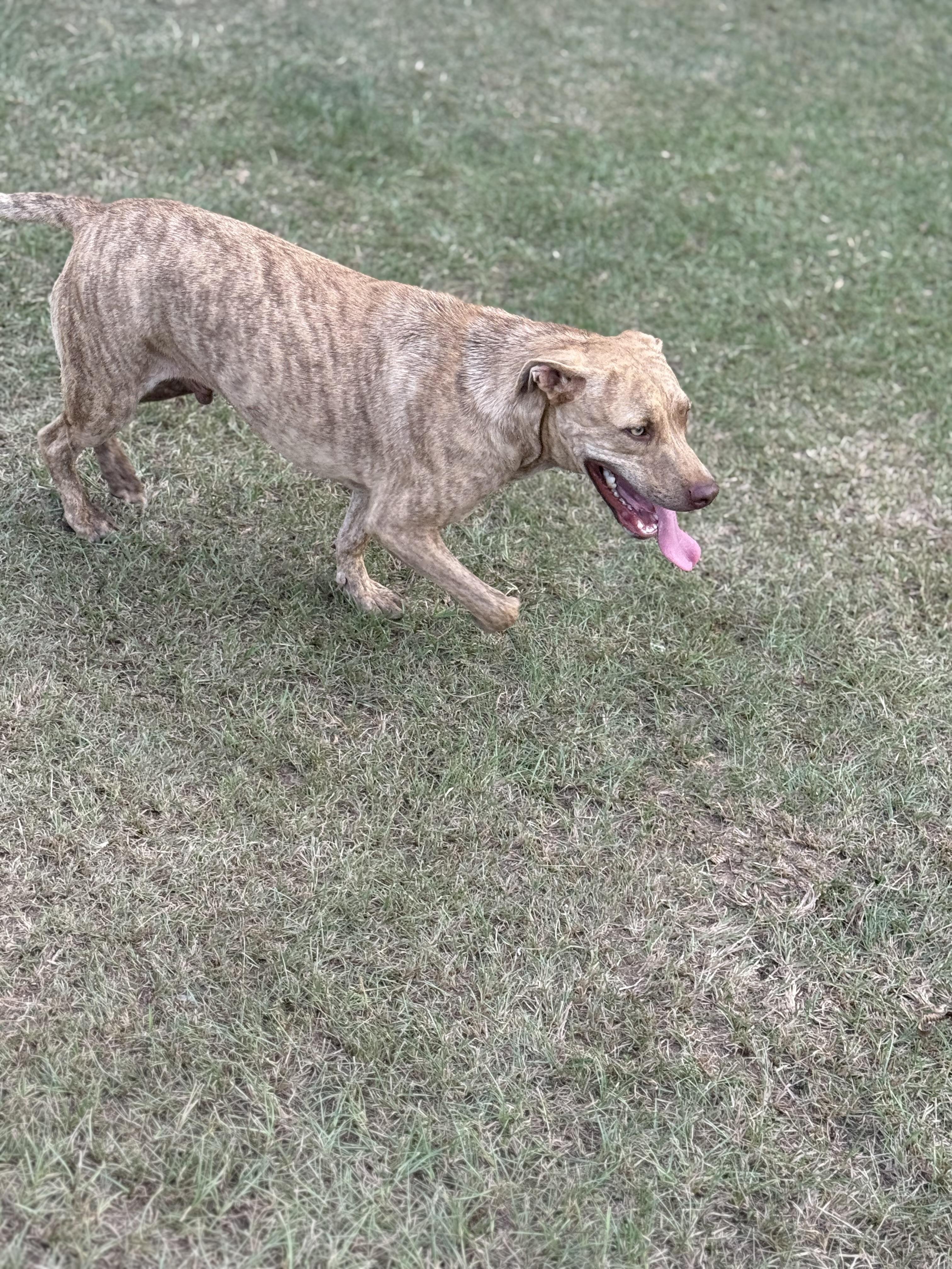 Enlarge Mikey, a Adoptable mixed breed in Mount Hermon, LA image 2/5