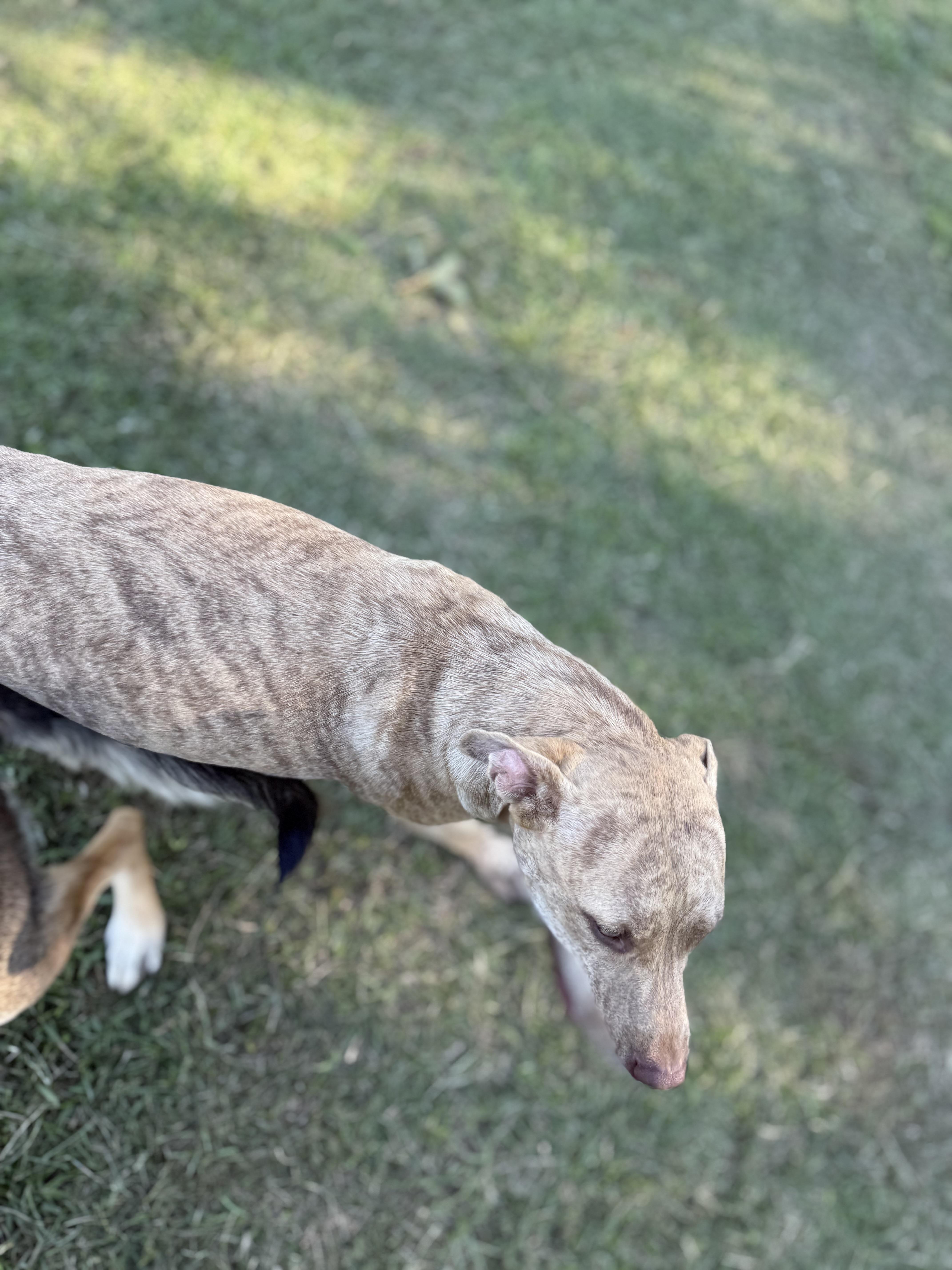 Enlarge Mikey, a Adoptable mixed breed in Mount Hermon, LA image 5/5