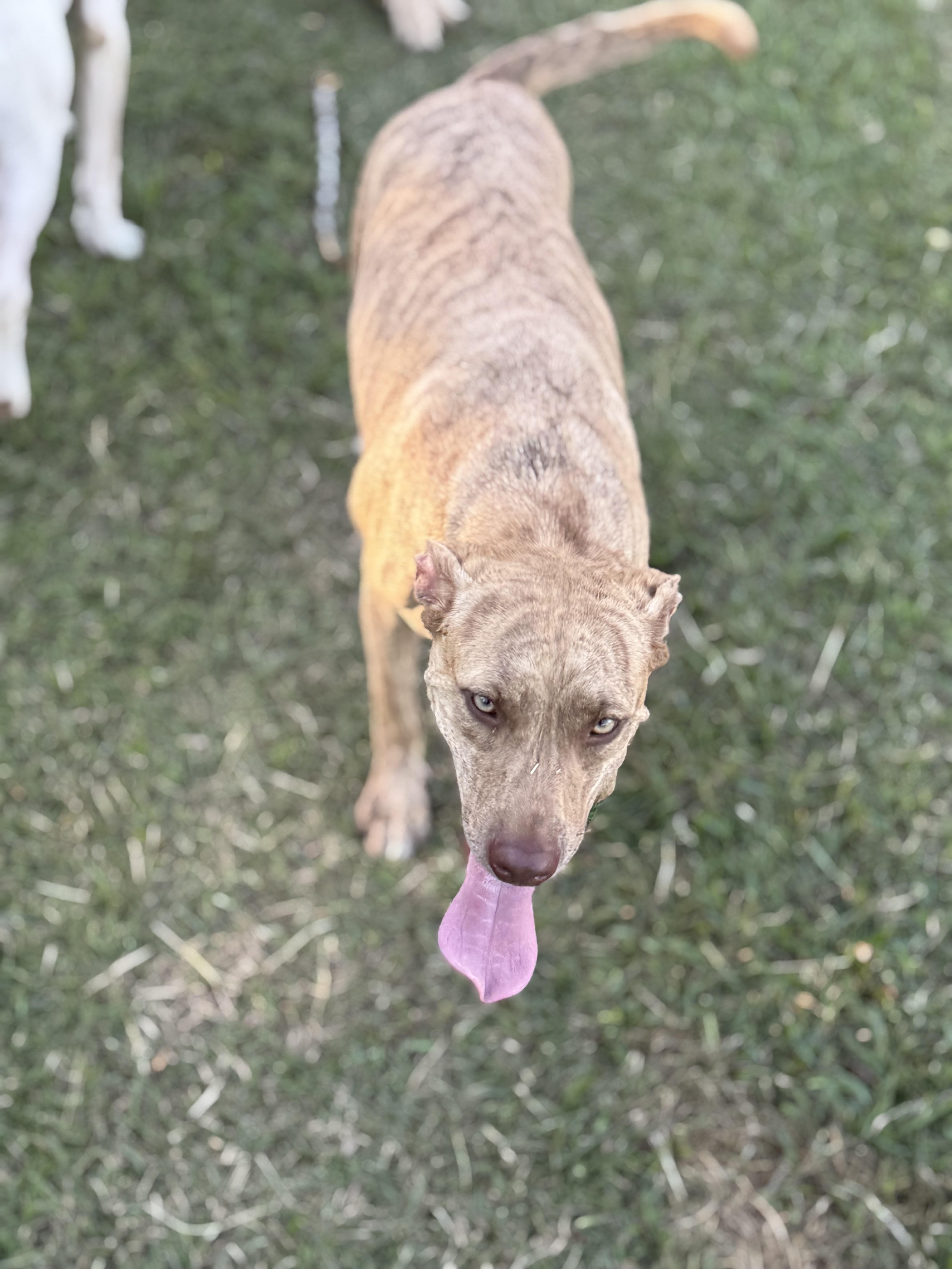 Enlarge Mikey, a Adoptable mixed breed in Mount Hermon, LA image 3/5