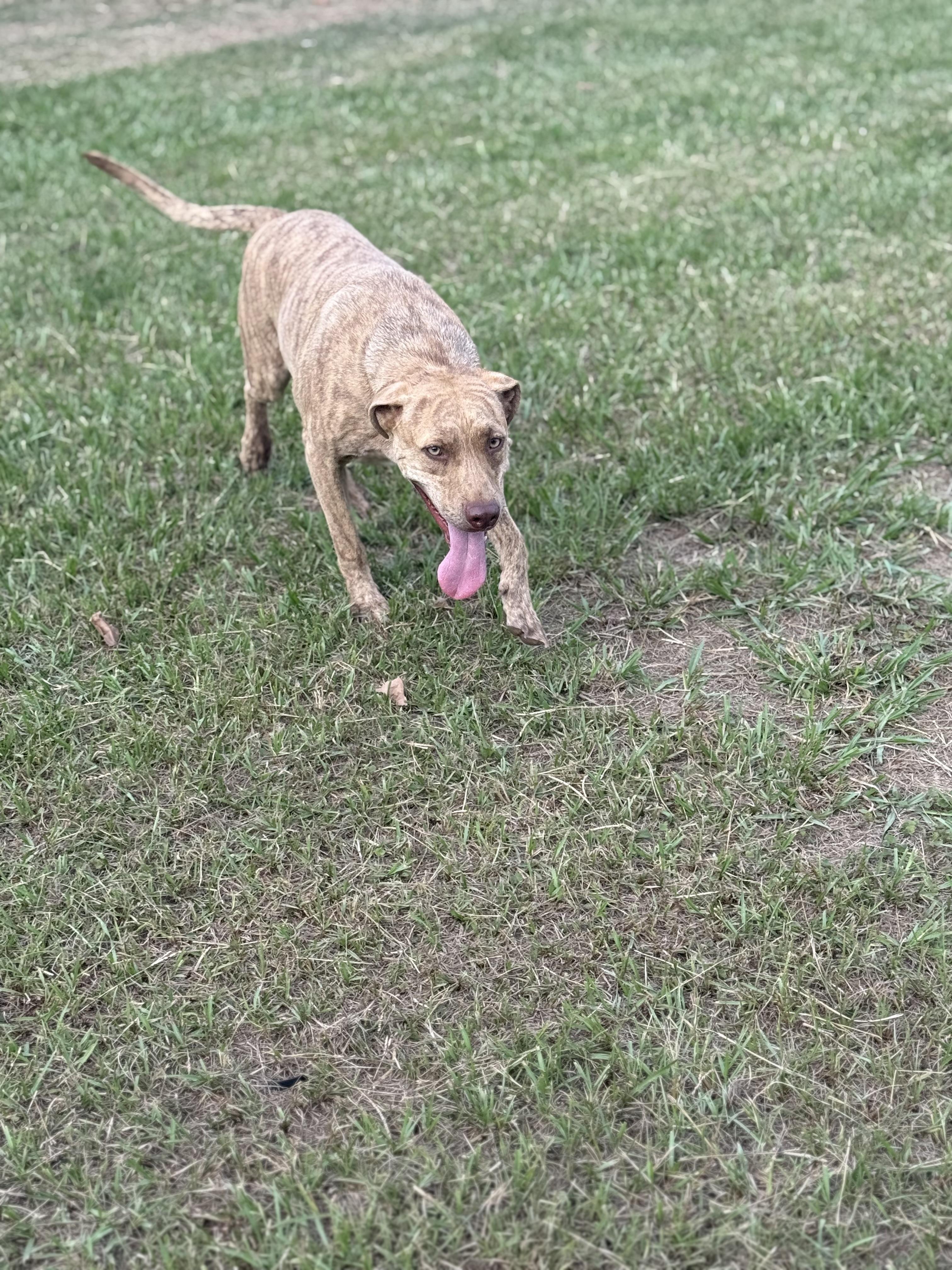 Mikey, Adoptable, Young Male Pit Bull Terrier.