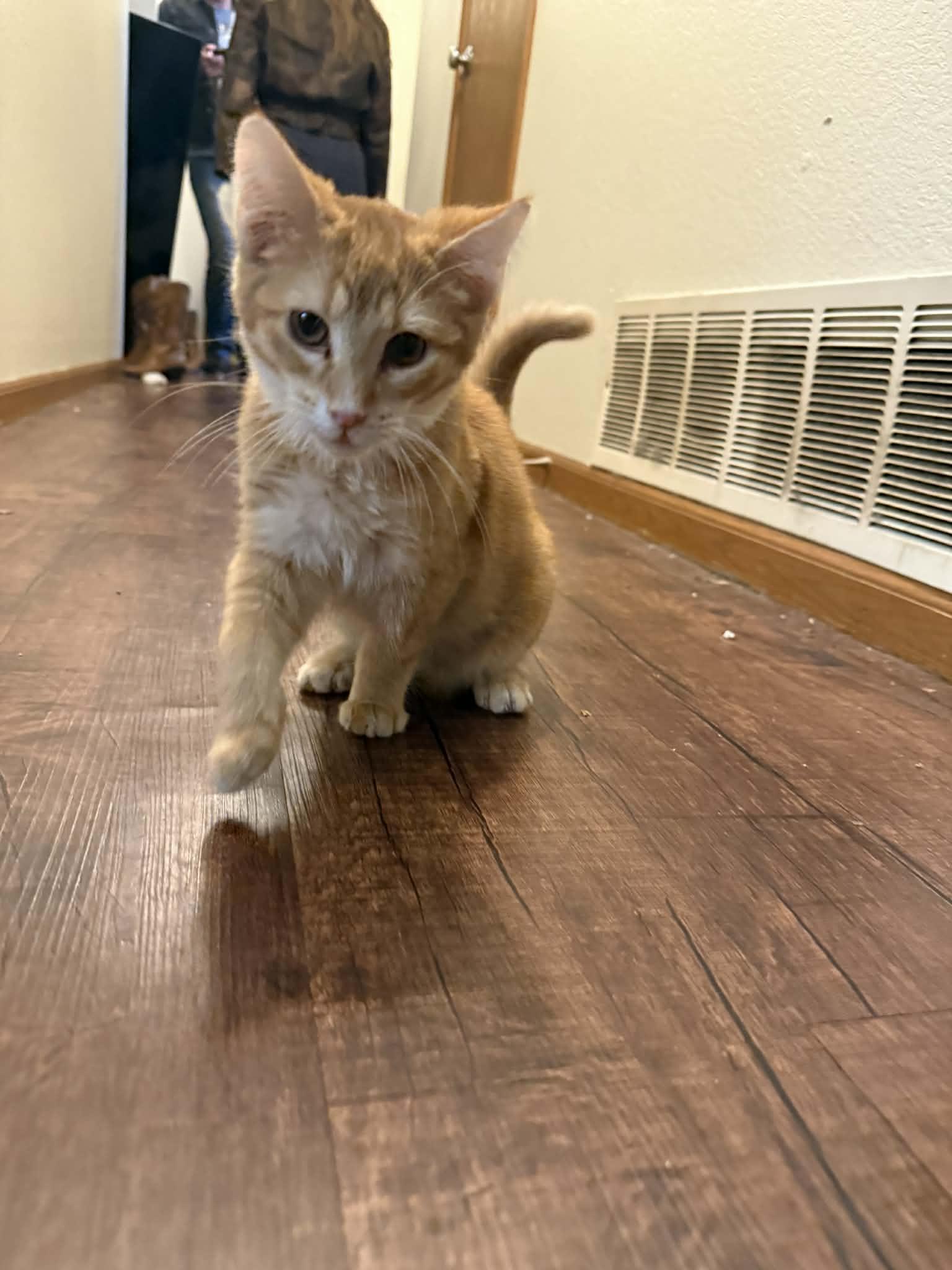 Enlarge Ron weasley, a ADOPTABLE Domestic Short Hair in Ionia, MI image 1/2