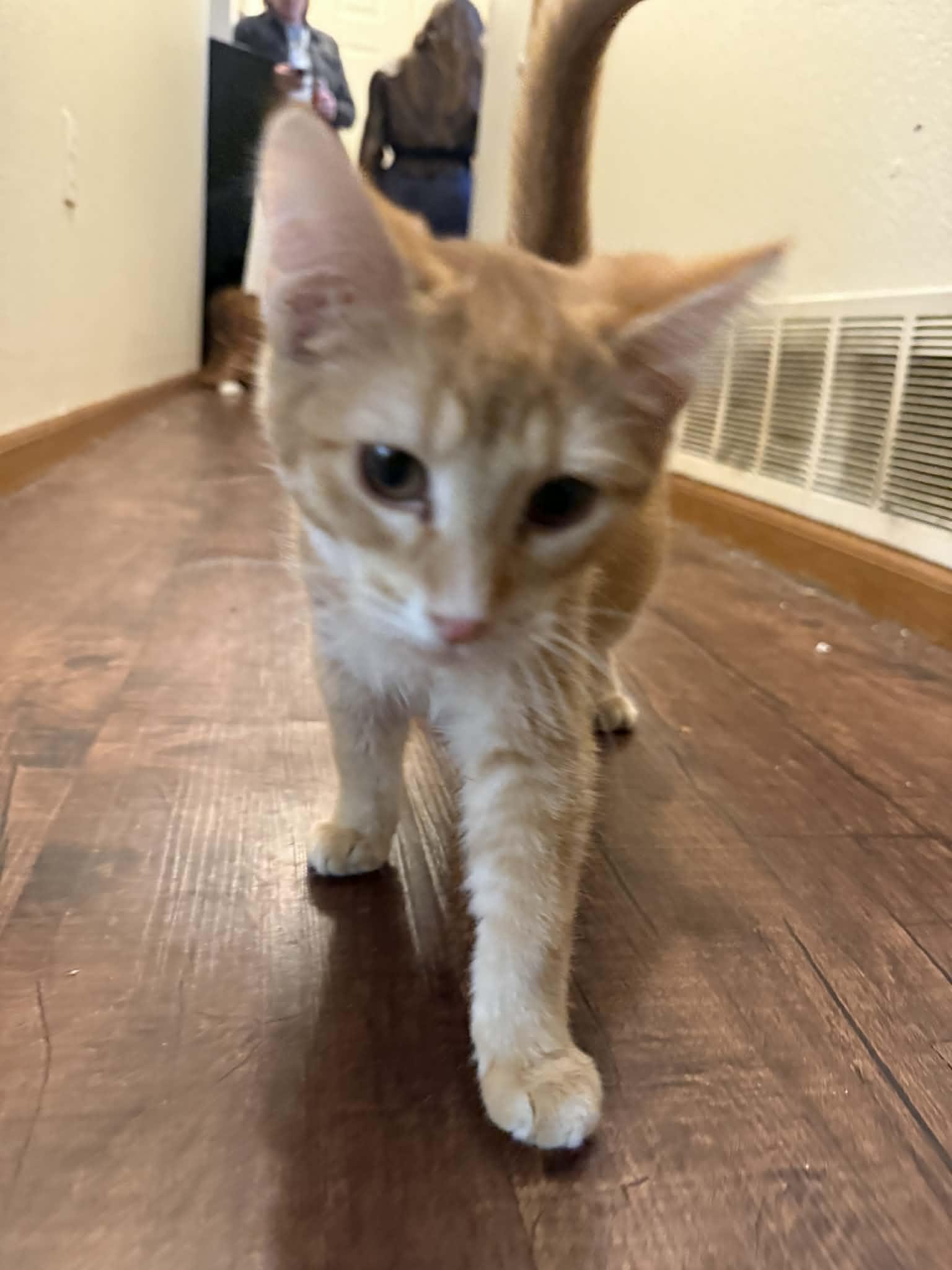 Enlarge Ron weasley, a ADOPTABLE Domestic Short Hair in Ionia, MI image 2/2