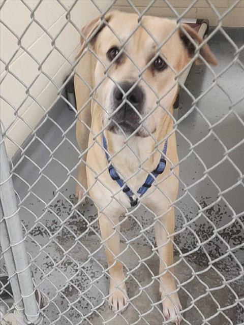 AZ, Adoptable, Adult Male Labrador Retriever & Husky.