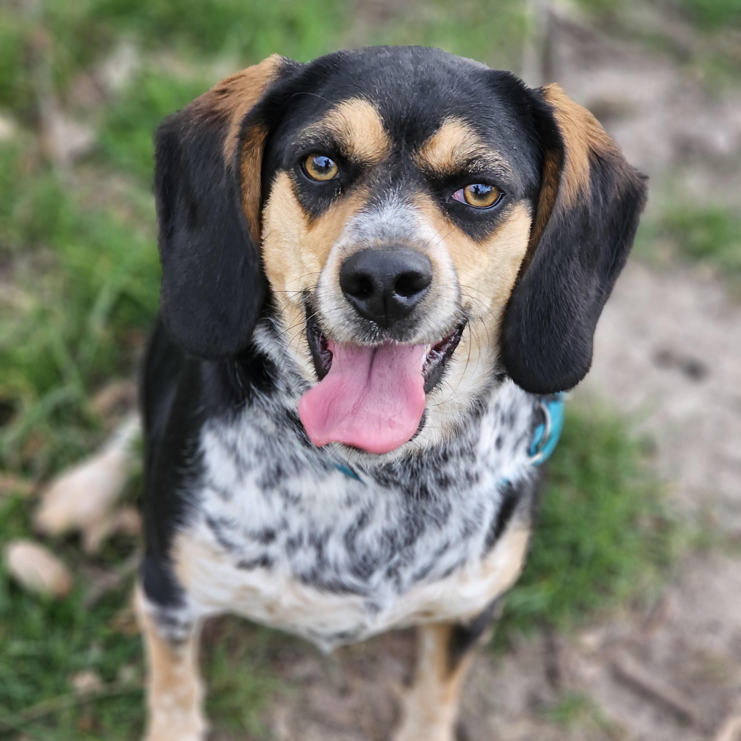 Remmy Springfield , a Adoptable Beagle in Springfield , IL image 5/6