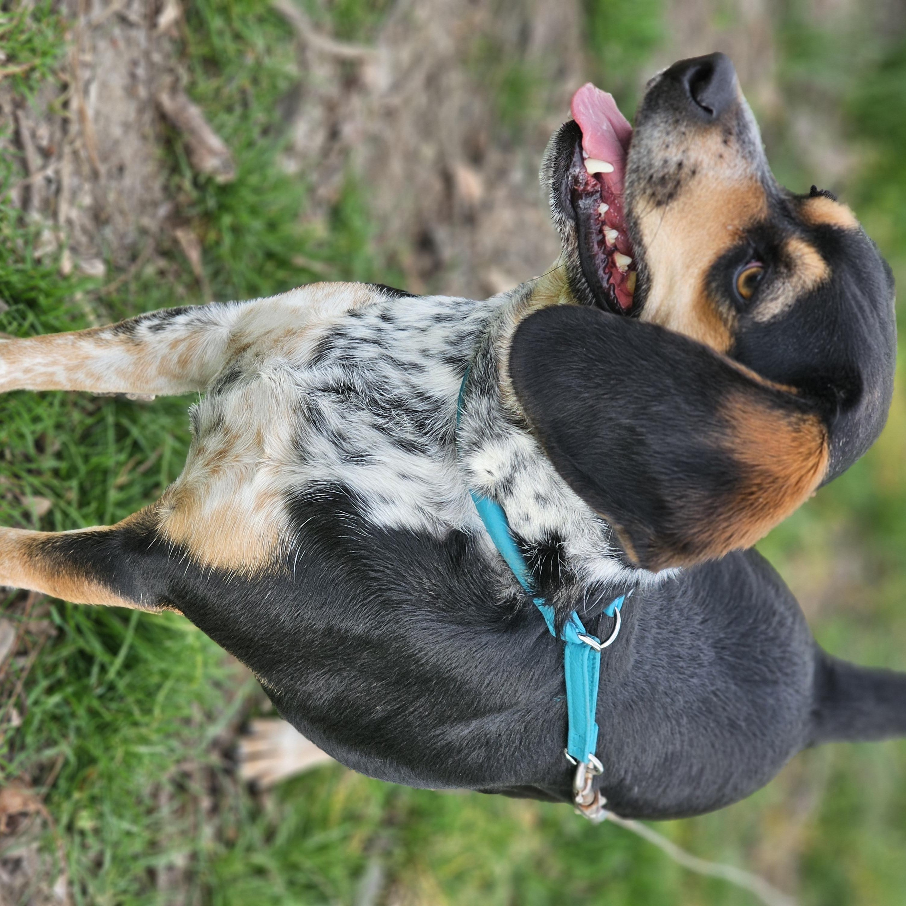 Remmy Springfield , a Adoptable Beagle in Springfield , IL image 3/6