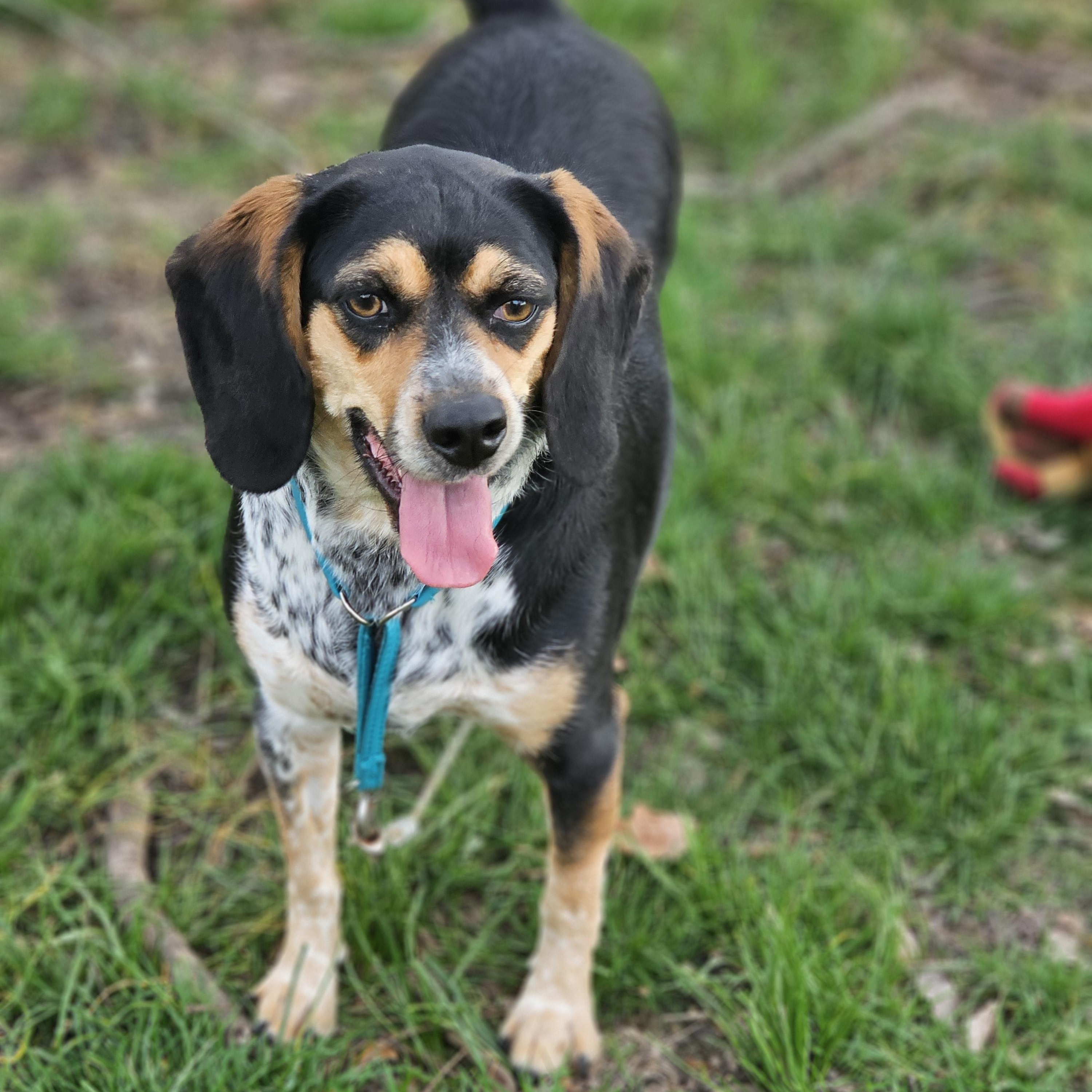 Remmy Springfield , a Adoptable Beagle in Springfield , IL image 4/6