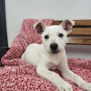 Enlarge Q Tip, a ADOPTABLE mixed breed in Grove, OK image 1/1