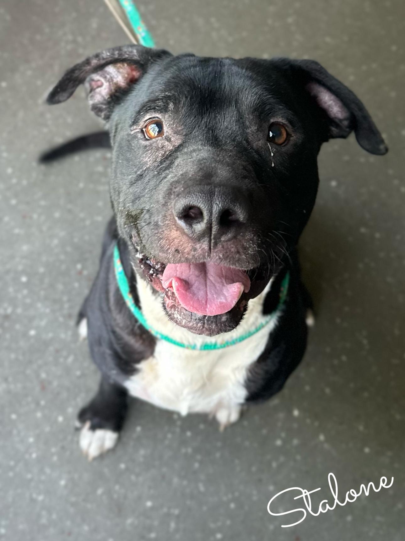 Stalone, Adoptable, Adult Male Pit Bull Terrier.