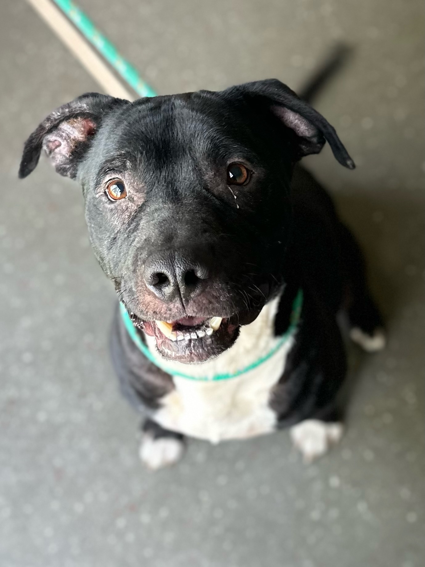Stalone, a Adoptable mixed breed in Valparaiso, IN image 3/4