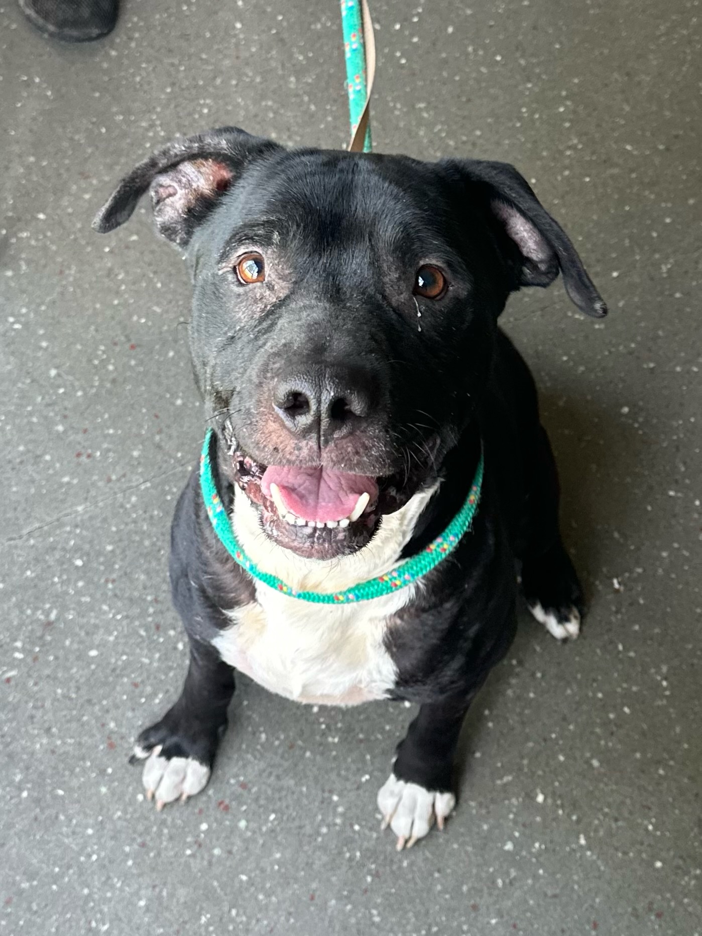 Stalone, a Adoptable mixed breed in Valparaiso, IN image 4/4