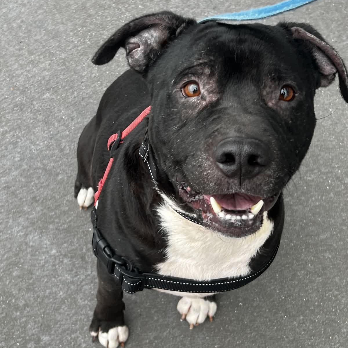 Stalone, a Adoptable mixed breed in Valparaiso, IN image 1/4